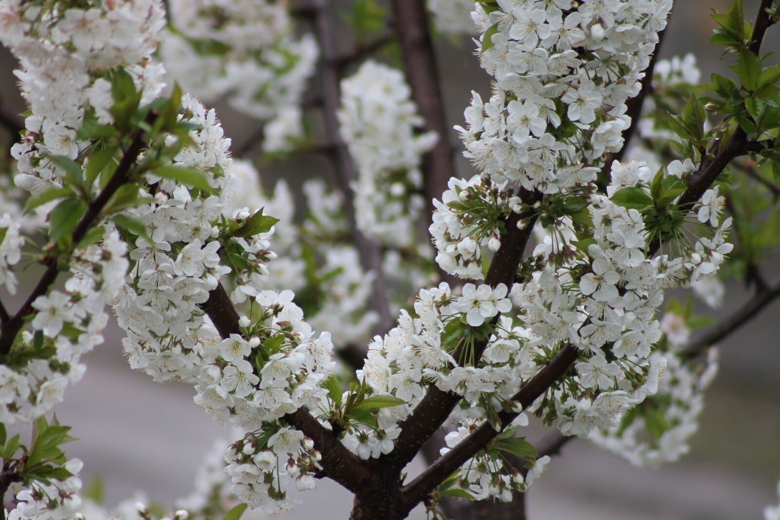 Canon EF 75-300mm f/4-5.6 sample photo. Tree, flowers photography