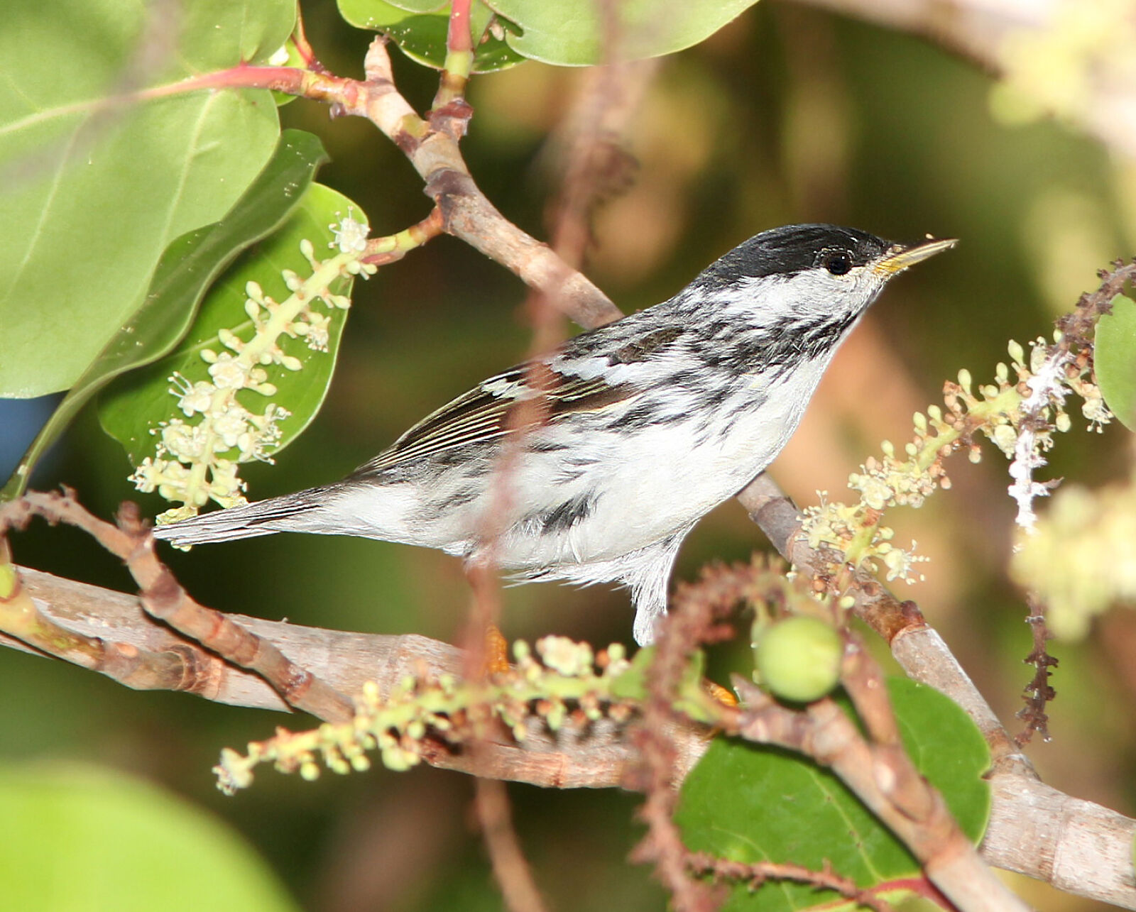 Canon EF 300mm F4L IS USM sample photo