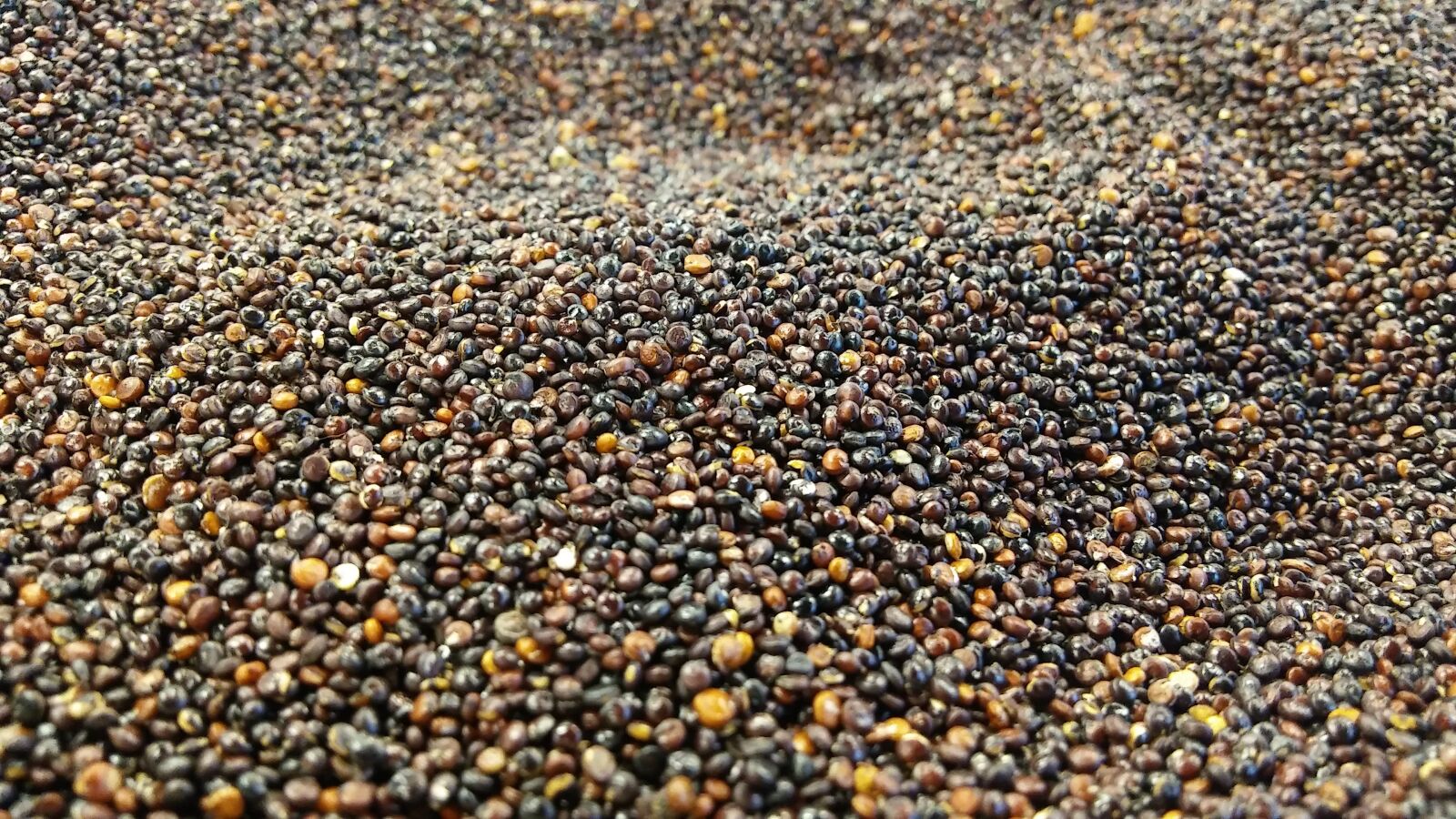 LG K10 sample photo. Quinoa, black, cereal photography