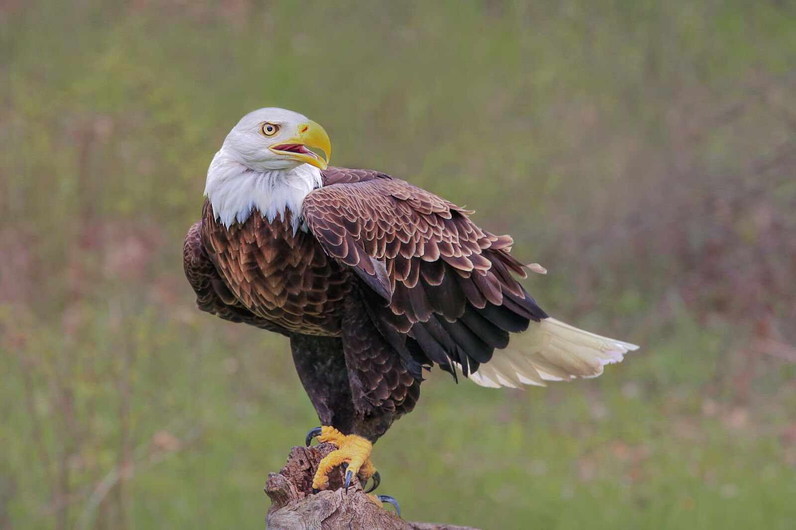 Canon EOS 5D Mark II sample photo. Eagle, raptor, bird photography
