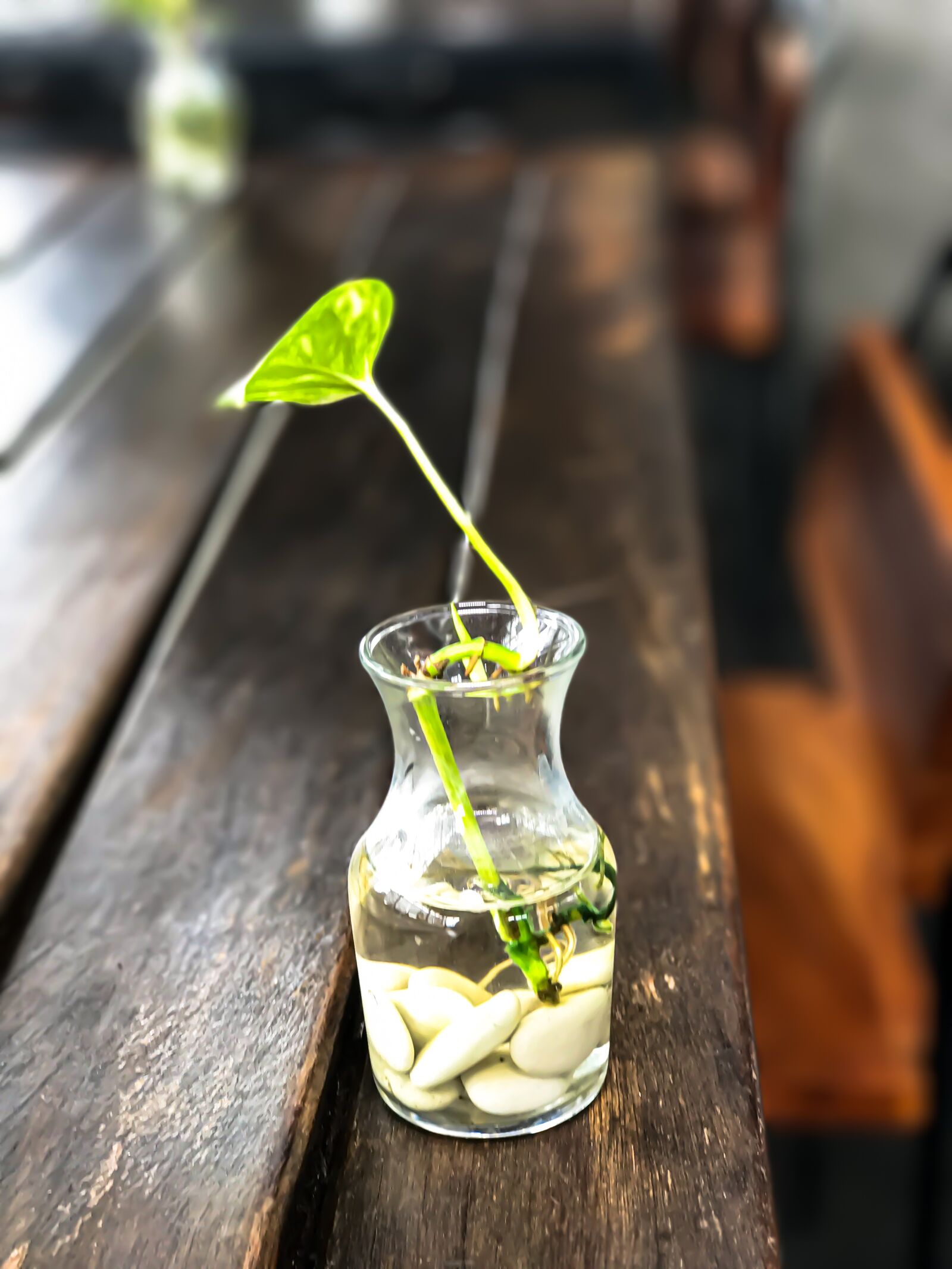 Apple iPhone 7 Plus sample photo. Plant, green, leaf photography