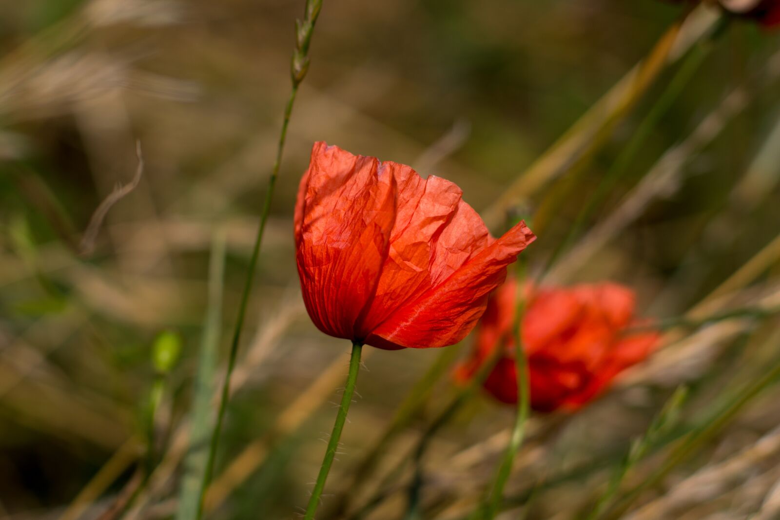 Nikon D5200 sample photo. Poppies, flowers, meadow photography