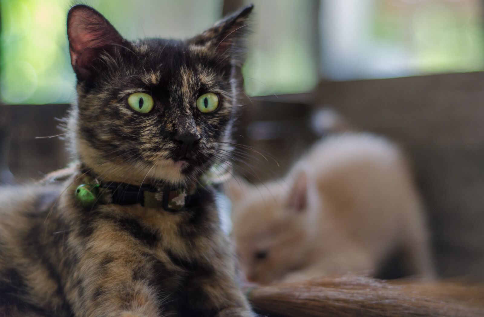 Nikon D5100 sample photo. Cat, animal, pet photography