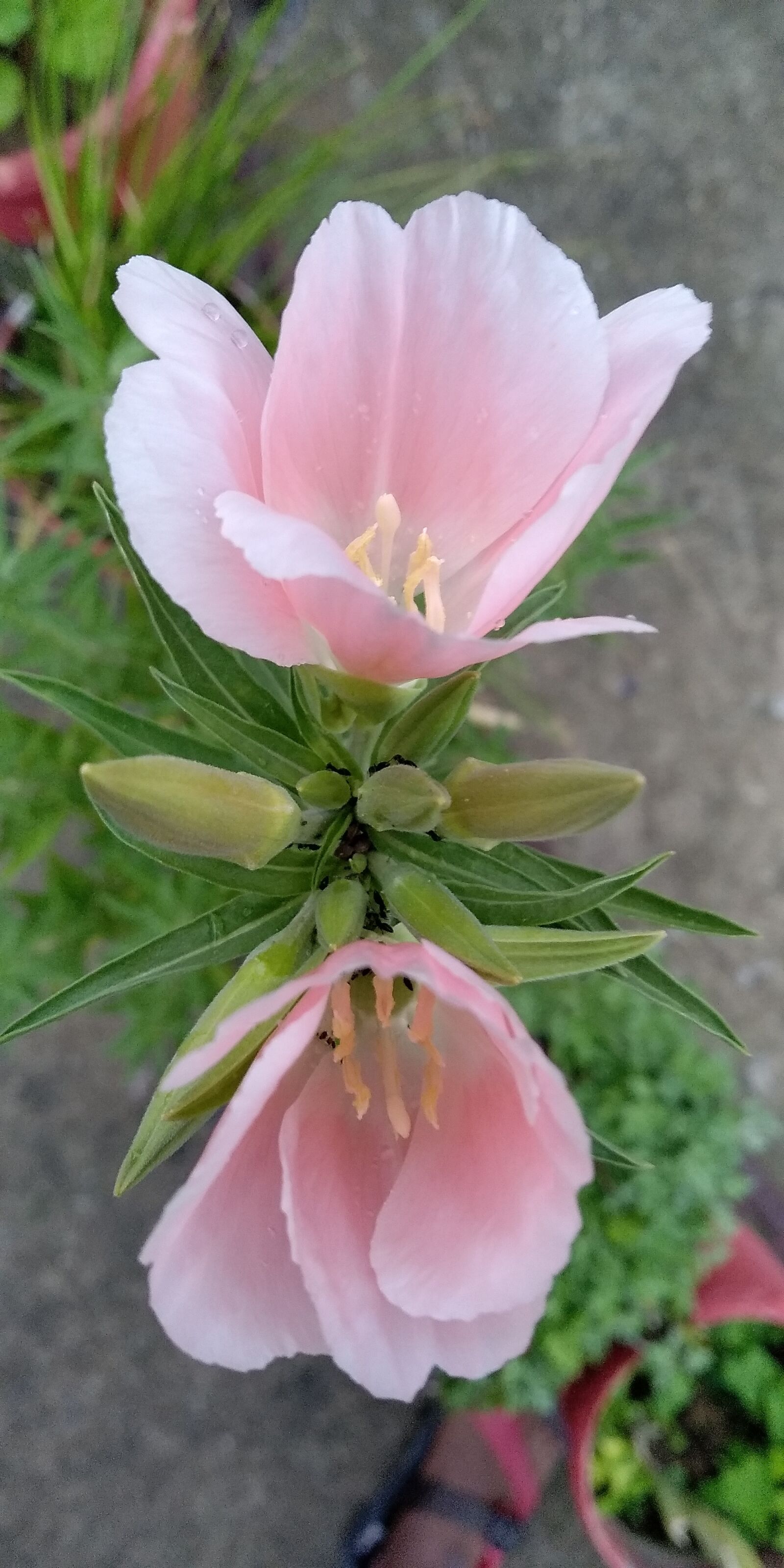 Xiaomi Redmi Note 5 sample photo. Flower, nature, garden photography
