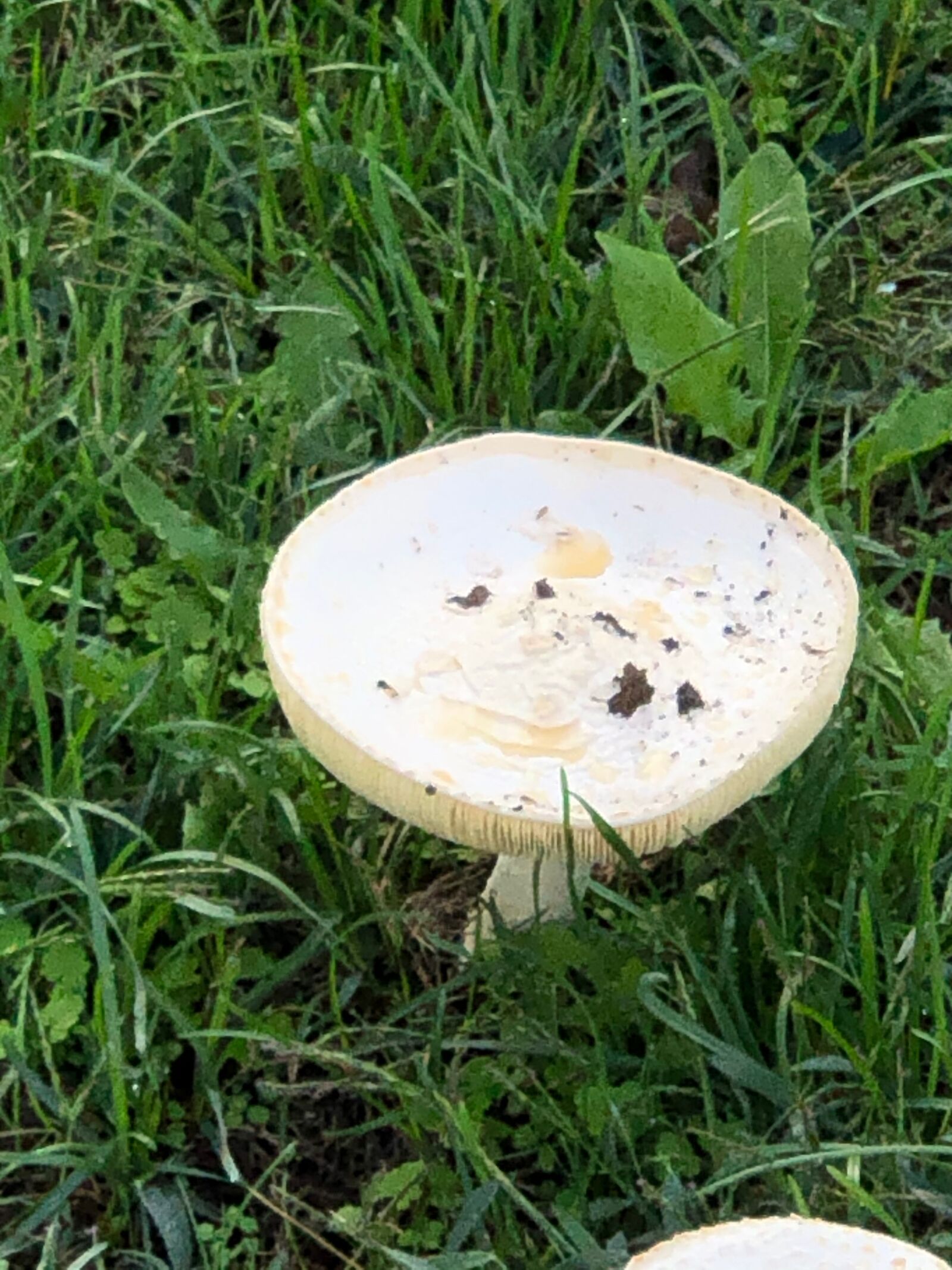 Apple iPhone X sample photo. Mushroom, yard, grass photography