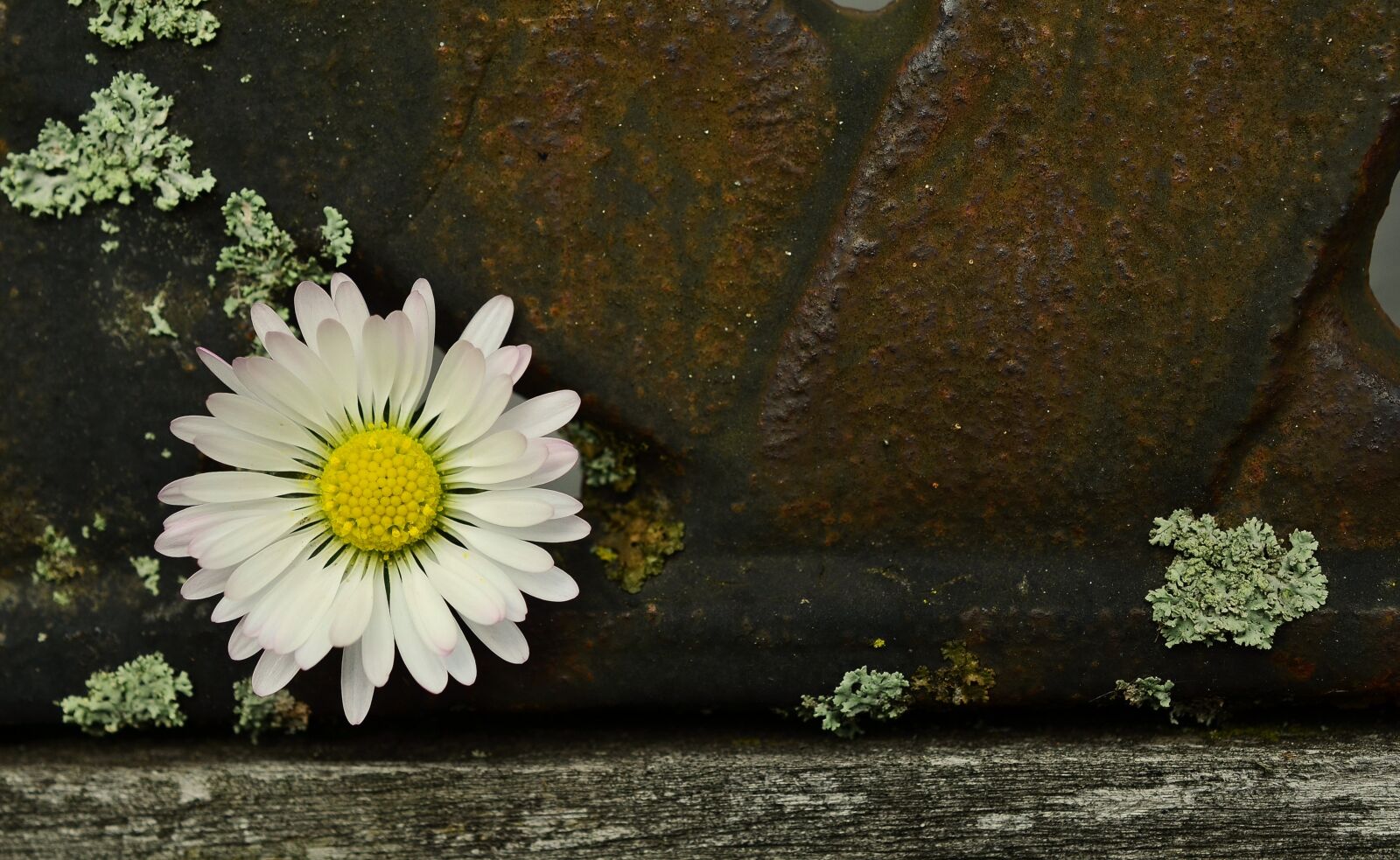 Nikon D5100 sample photo. Daisy, iron, old photography