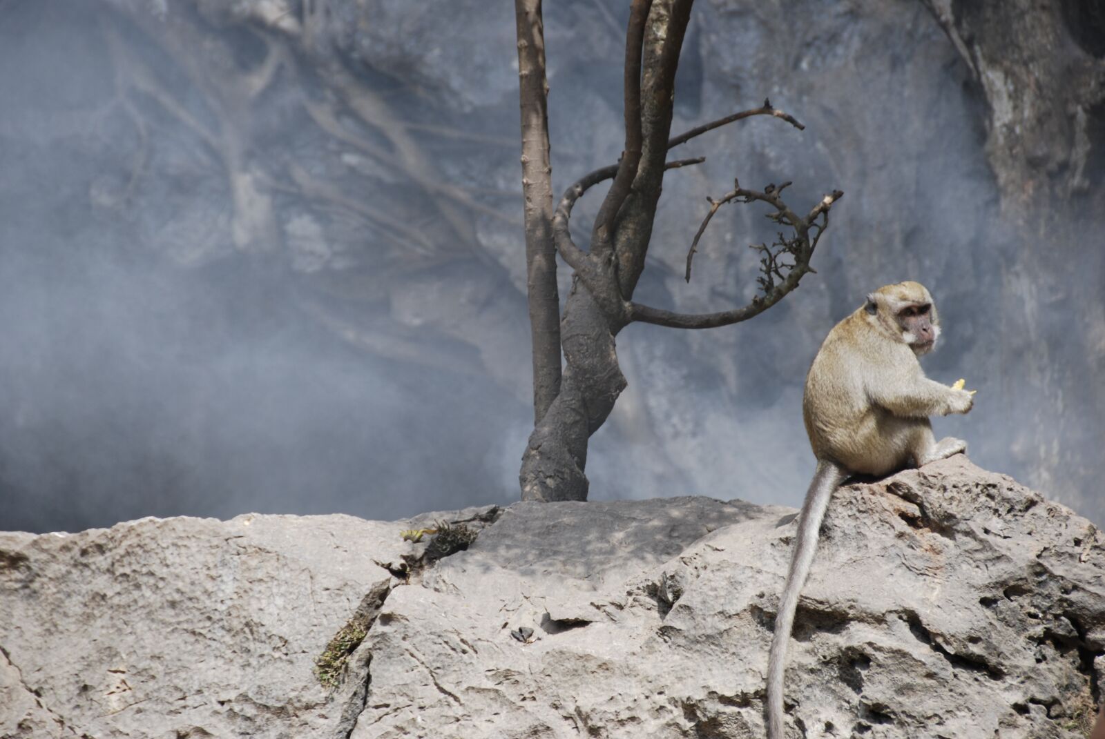 Nikon D40X sample photo. Monkey, smoke, homeless photography
