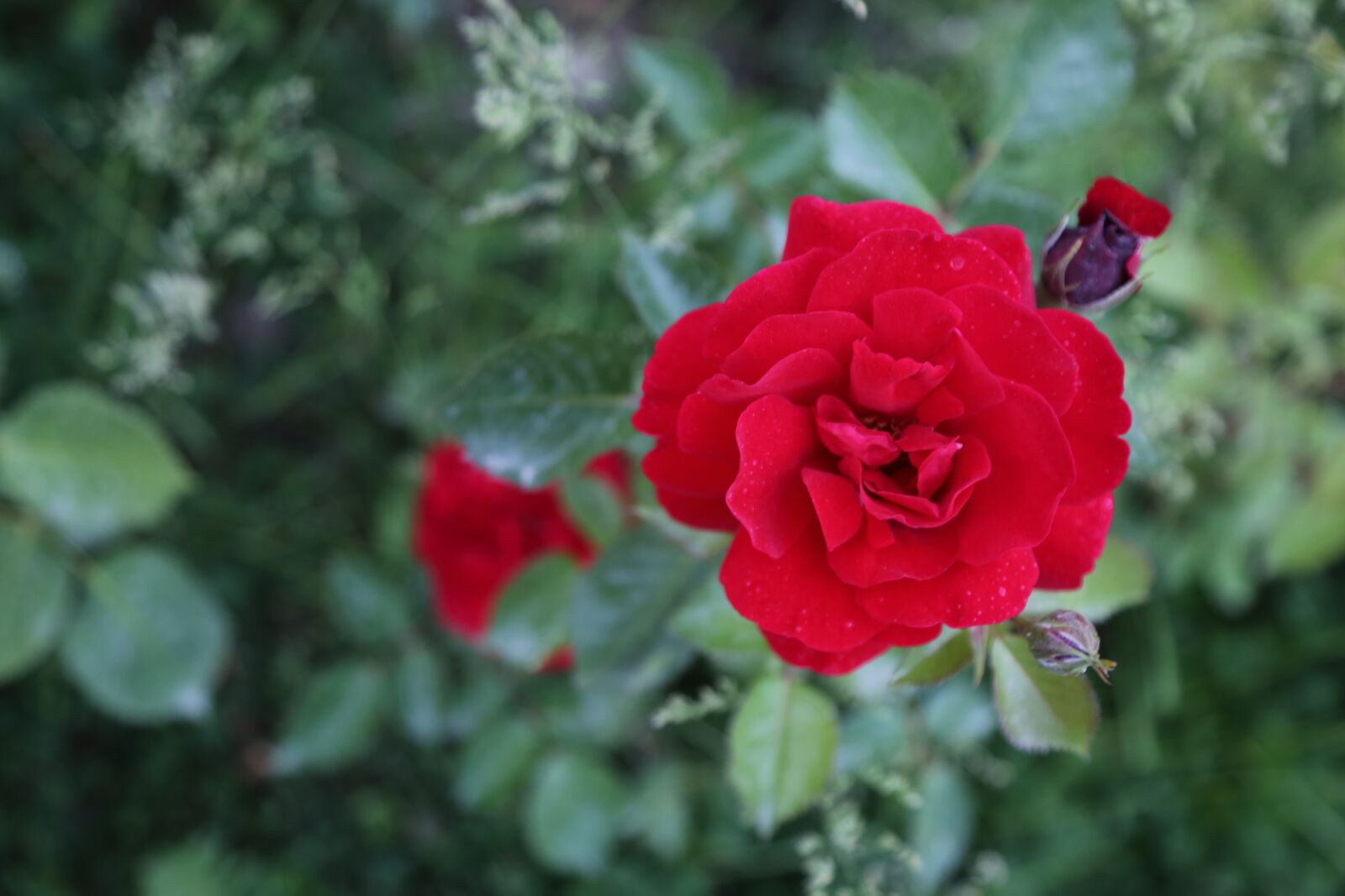 Canon EF 24-105mm F4L IS USM sample photo. Rose, spring, red rose photography