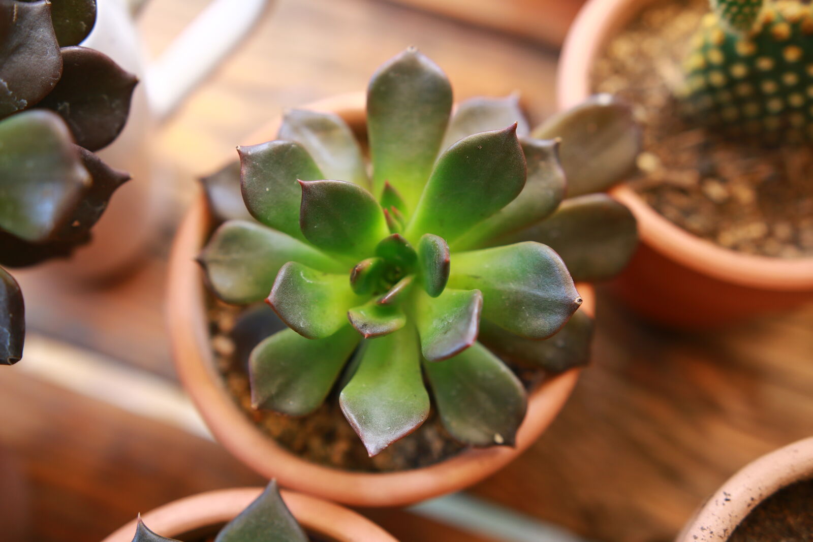 Canon EOS 70D + Sigma 18-35mm f/1.8 DC HSM sample photo. Succulent photography