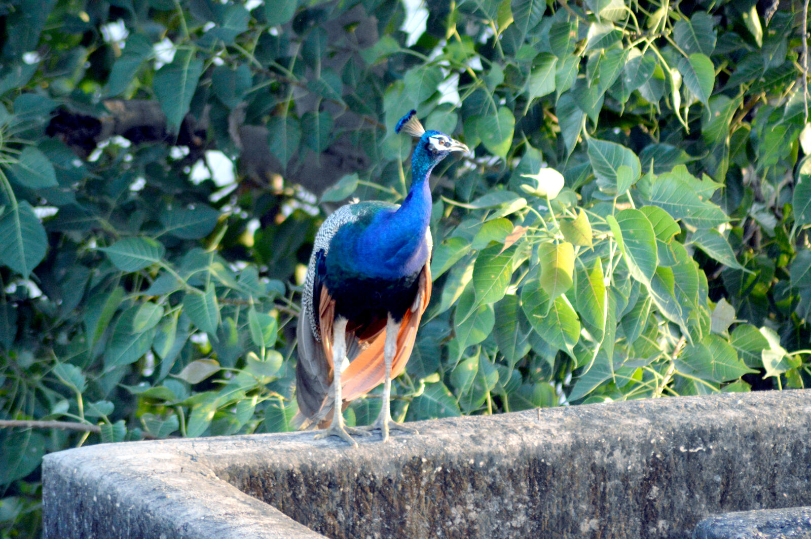 Nikon D3200 sample photo. Blue, peacock, standing, near photography