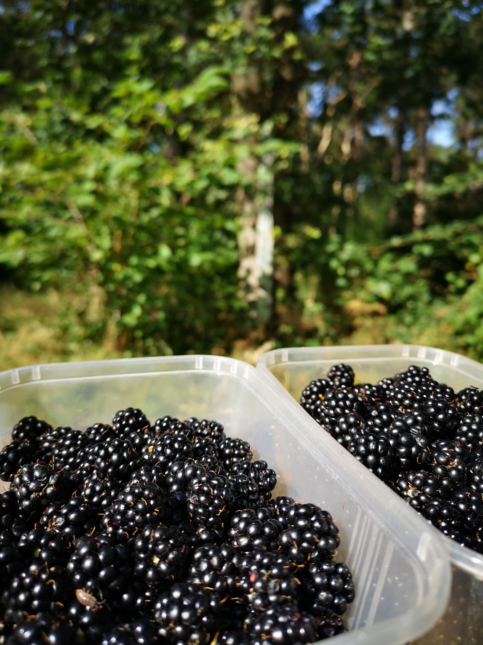 HUAWEI CLT-L09 sample photo. Autumn, blackberry, harvest photography