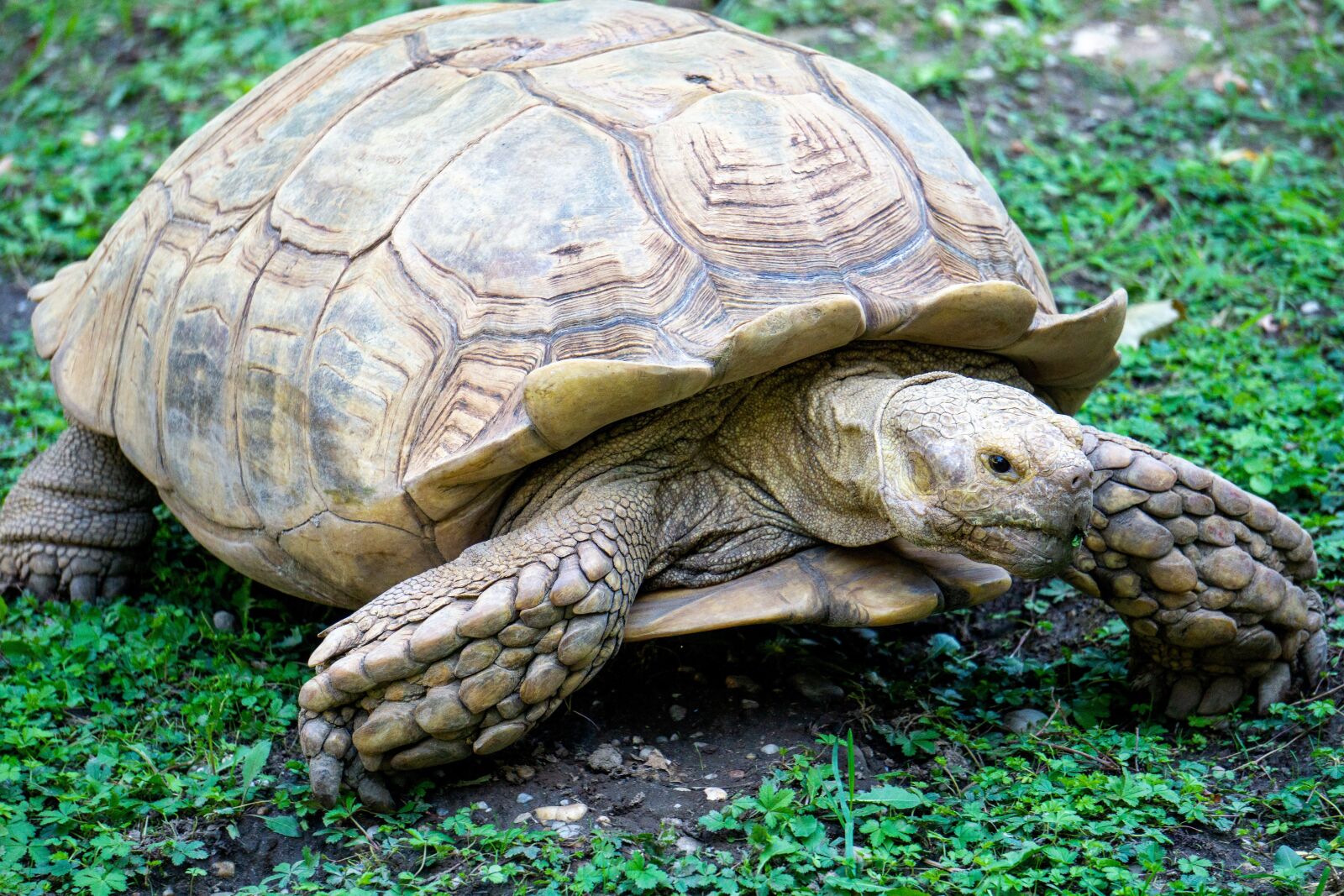 Sony E 55-210mm F4.5-6.3 OSS sample photo. Animal, turtle, reptile photography