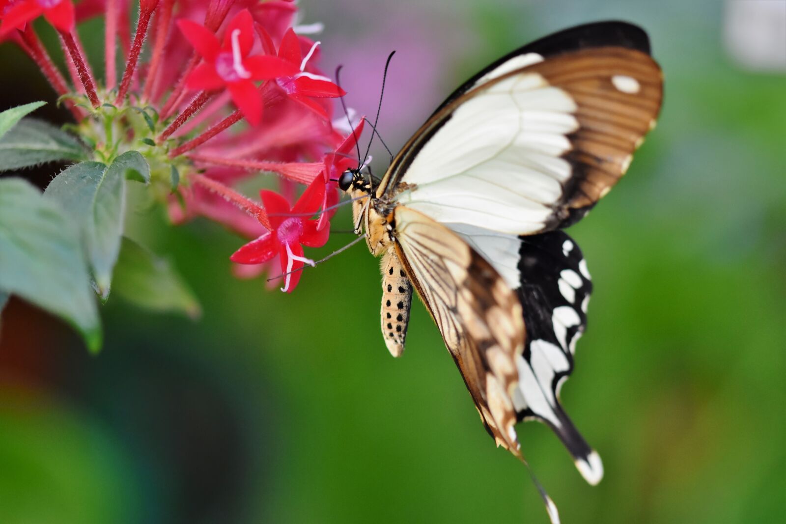 Nikon D7200 sample photo. Butterfly, tropical butterfly, exotic photography