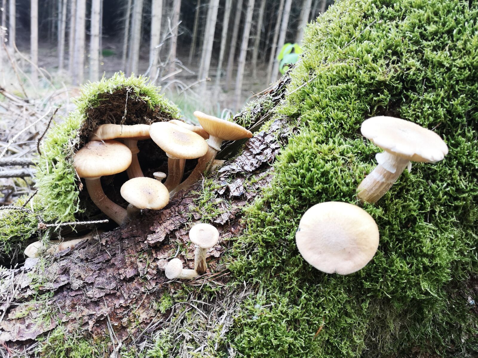 HUAWEI CLT-L29 sample photo. Forest, tree, mushrooms photography