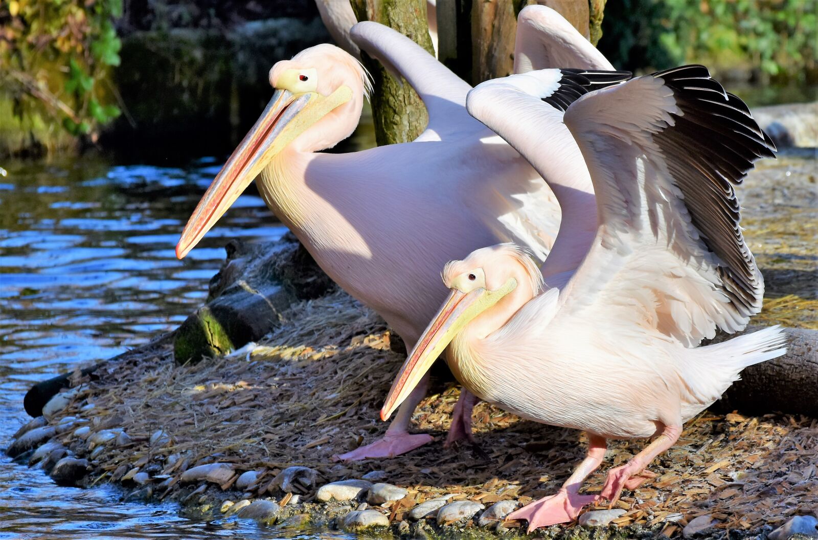 Nikon D7200 sample photo. Pelikan, water bird, pink photography