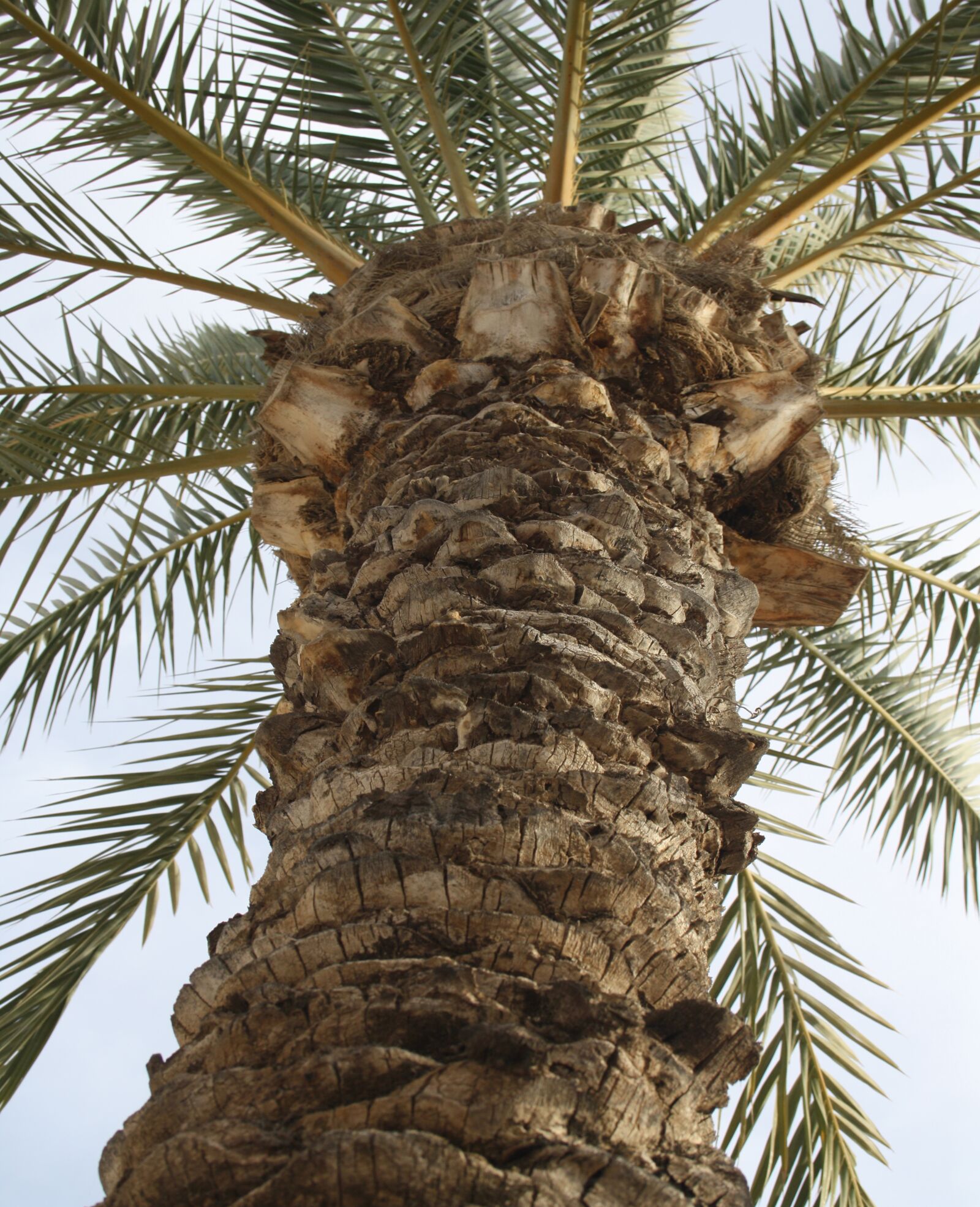 Canon EOS 1000D (EOS Digital Rebel XS / EOS Kiss F) sample photo. Palm tree, tree, trunk photography