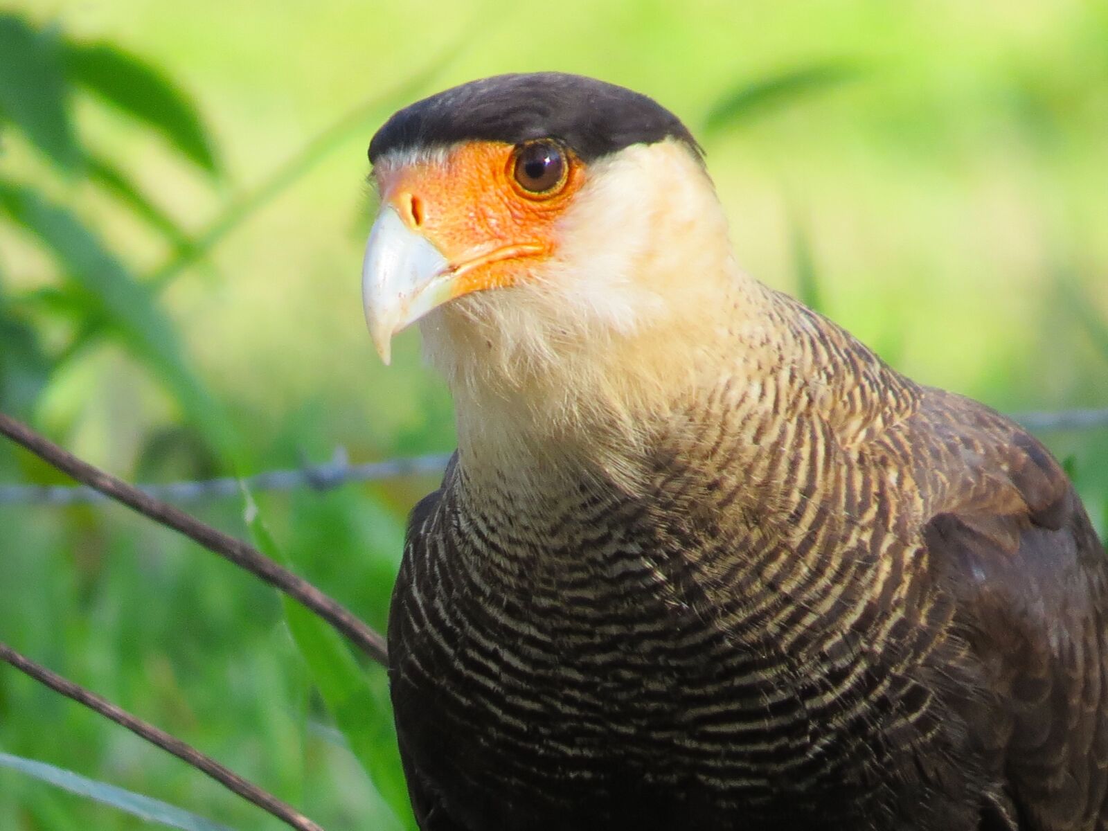 Canon PowerShot SX50 HS sample photo. Carcará, bird, prey photography