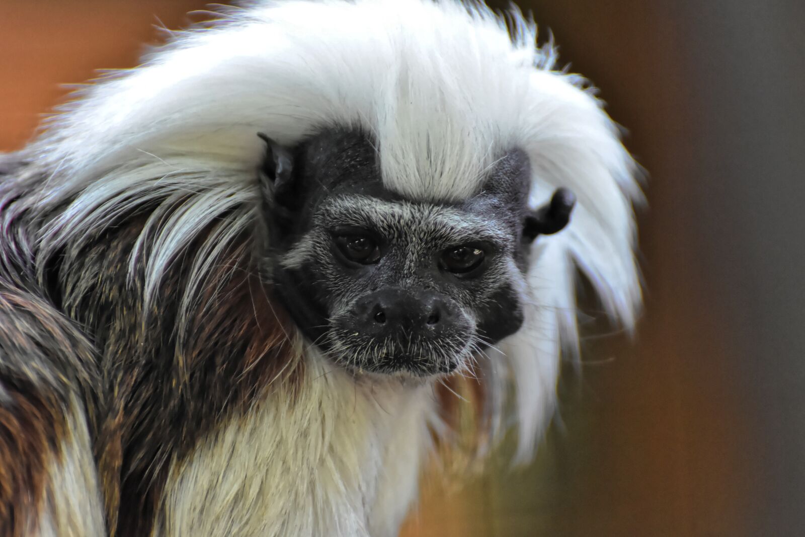 Nikon D7200 sample photo. Monkey, animal, animal photography photography