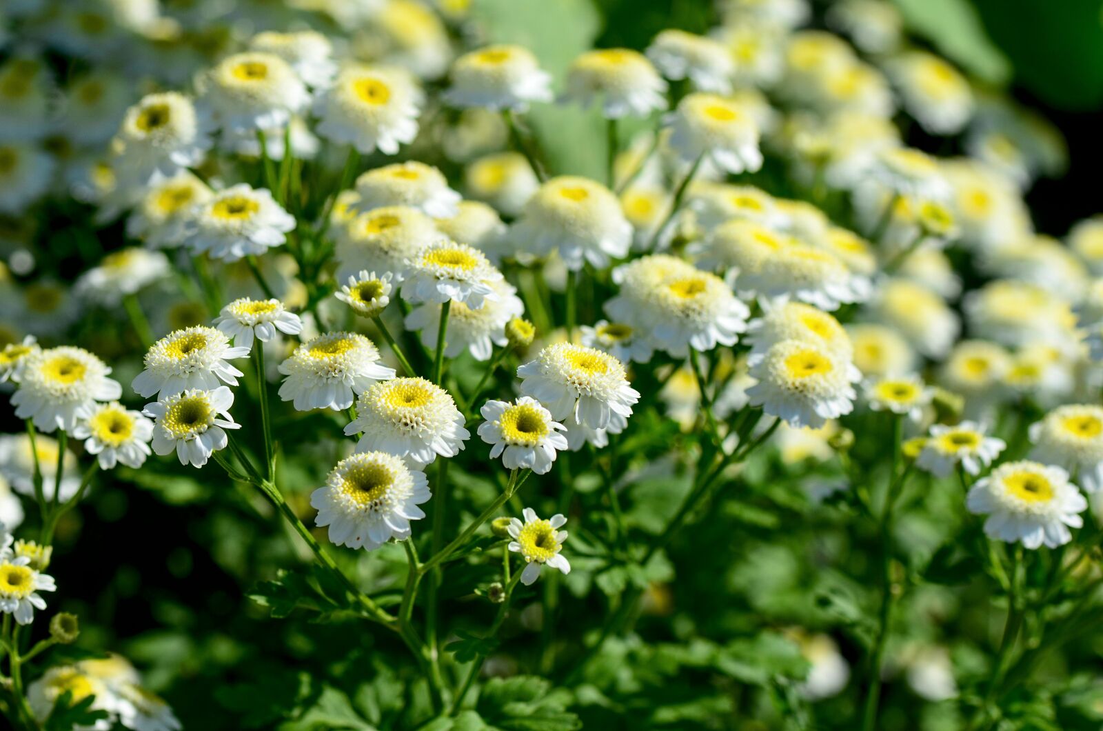 Nikon D7000 sample photo. Chrysanthemums, garden, nature photography