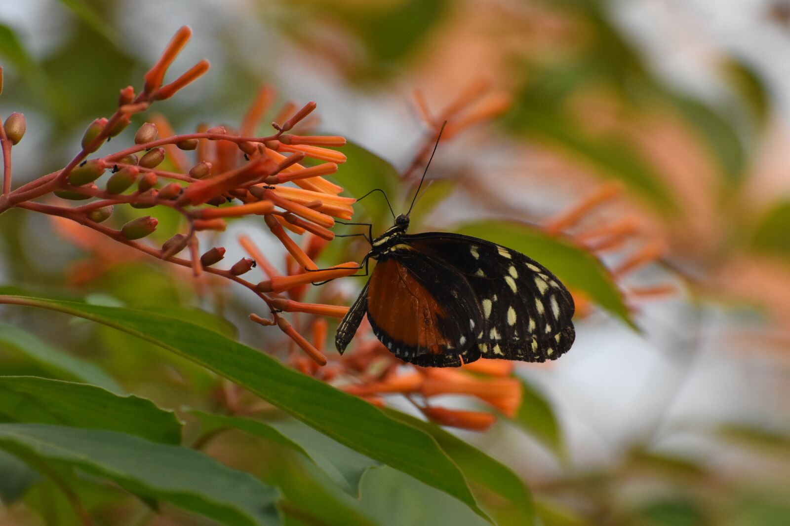 Nikon D7200 sample photo. Butterfly, zoo, animals photography