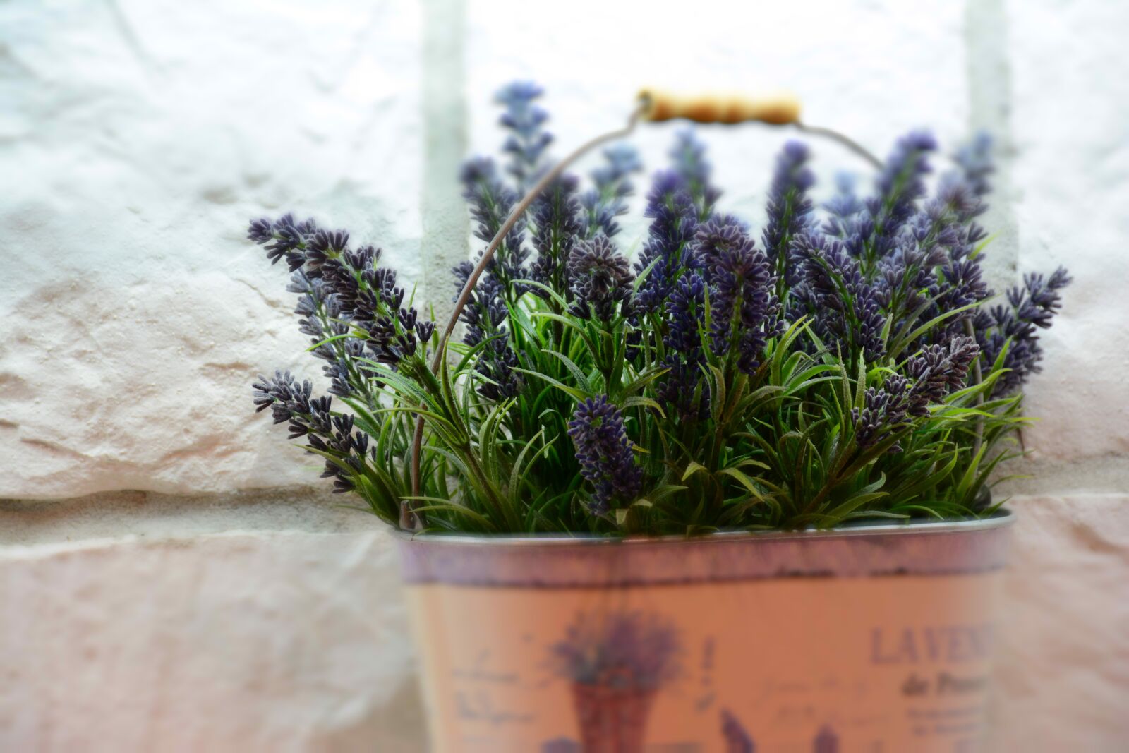 Nikon D7100 sample photo. Lavender, mediteran, lavandula photography