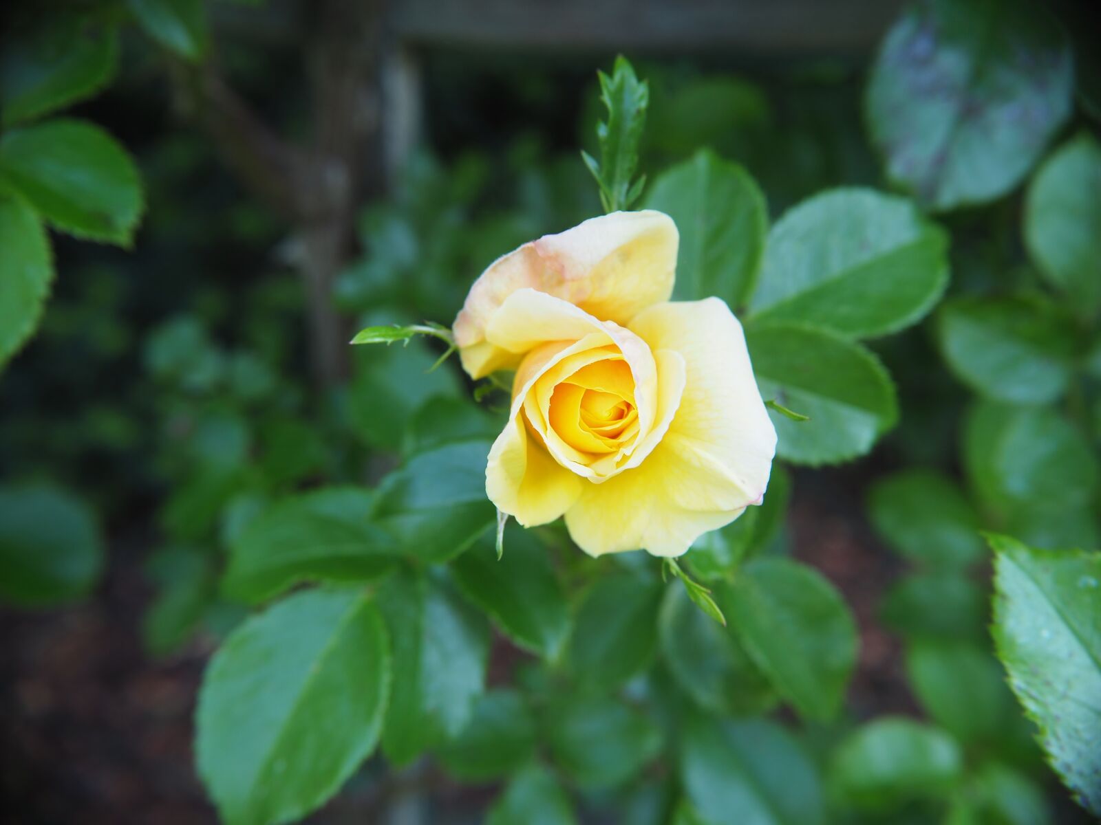 Olympus OM-D E-M10 sample photo. Rose, flower, blossom photography
