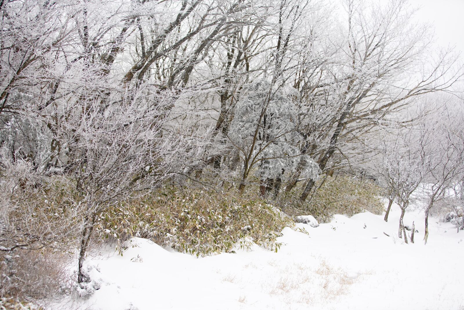 Canon EF 70-200mm F2.8L USM sample photo. Snow, white, winter photography