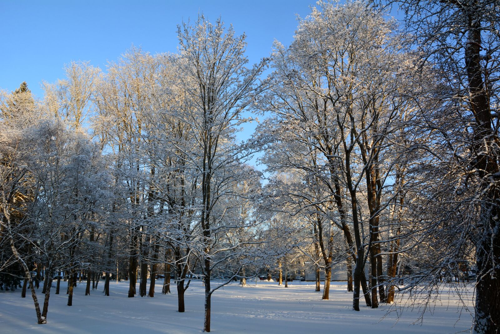 Nikon D7100 sample photo. Winter, trees, snow photography