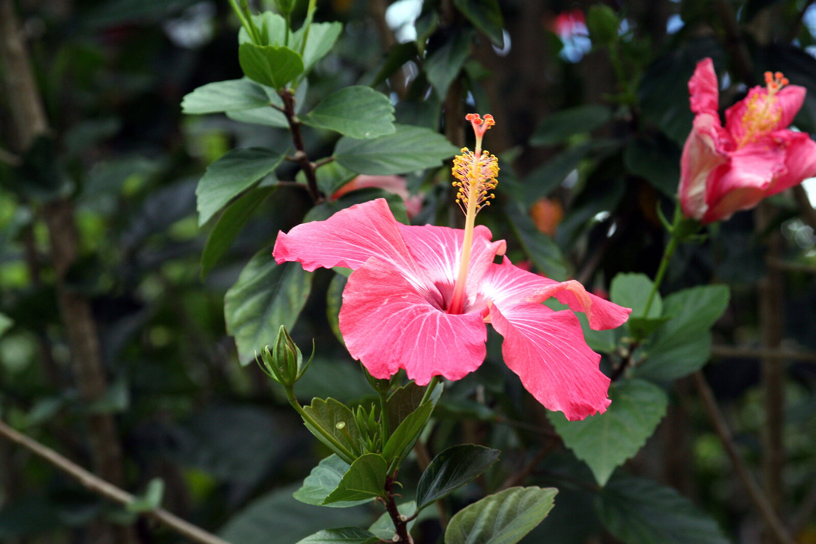 Canon EOS 20D sample photo