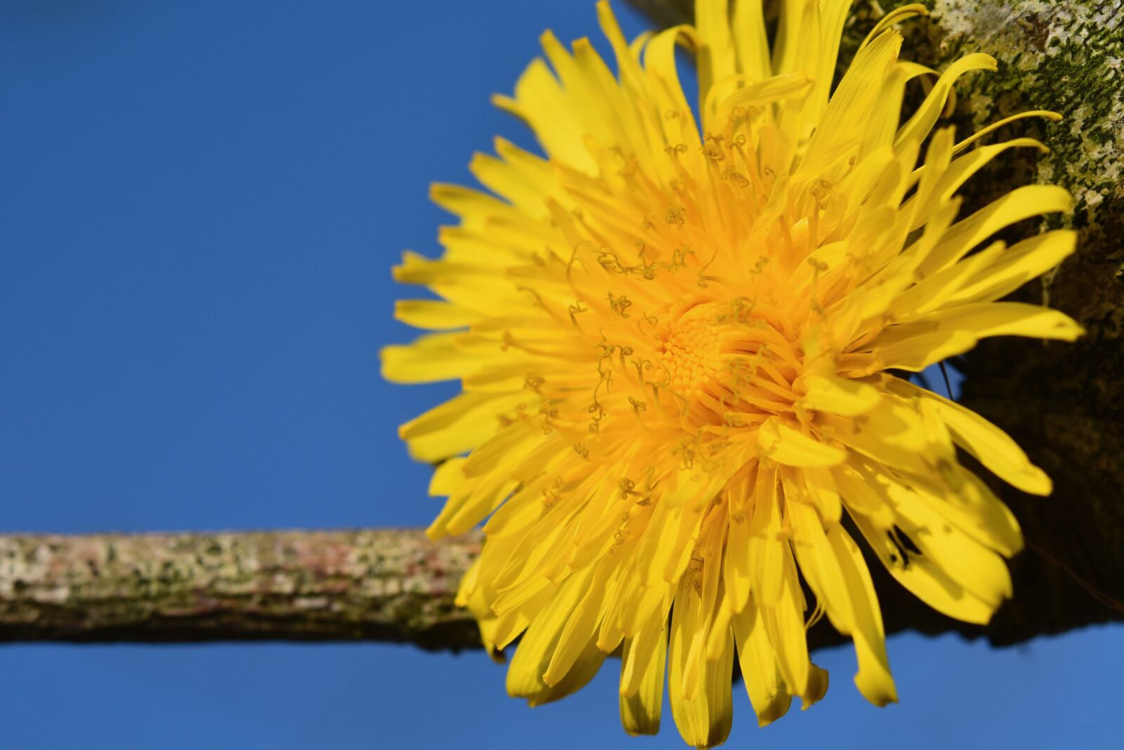 Nikon D5600 sample photo. Flower, dandelion, nature photography