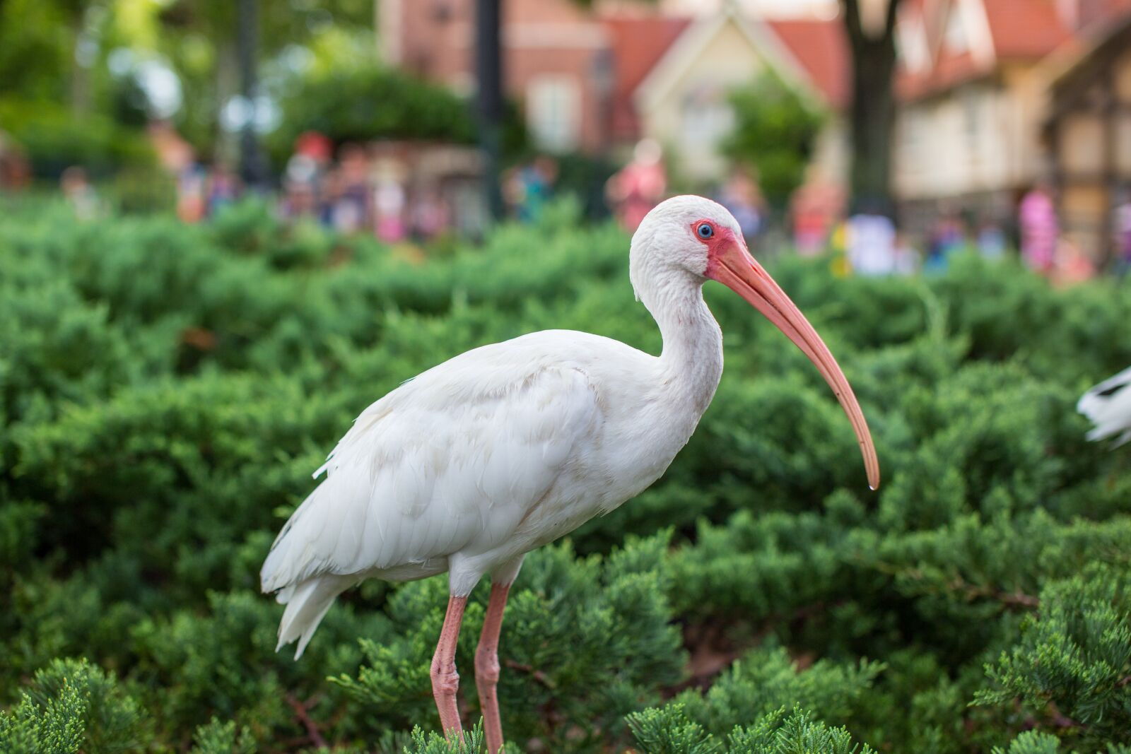 Canon EOS 5D Mark III sample photo. White ibis, florida, bird photography