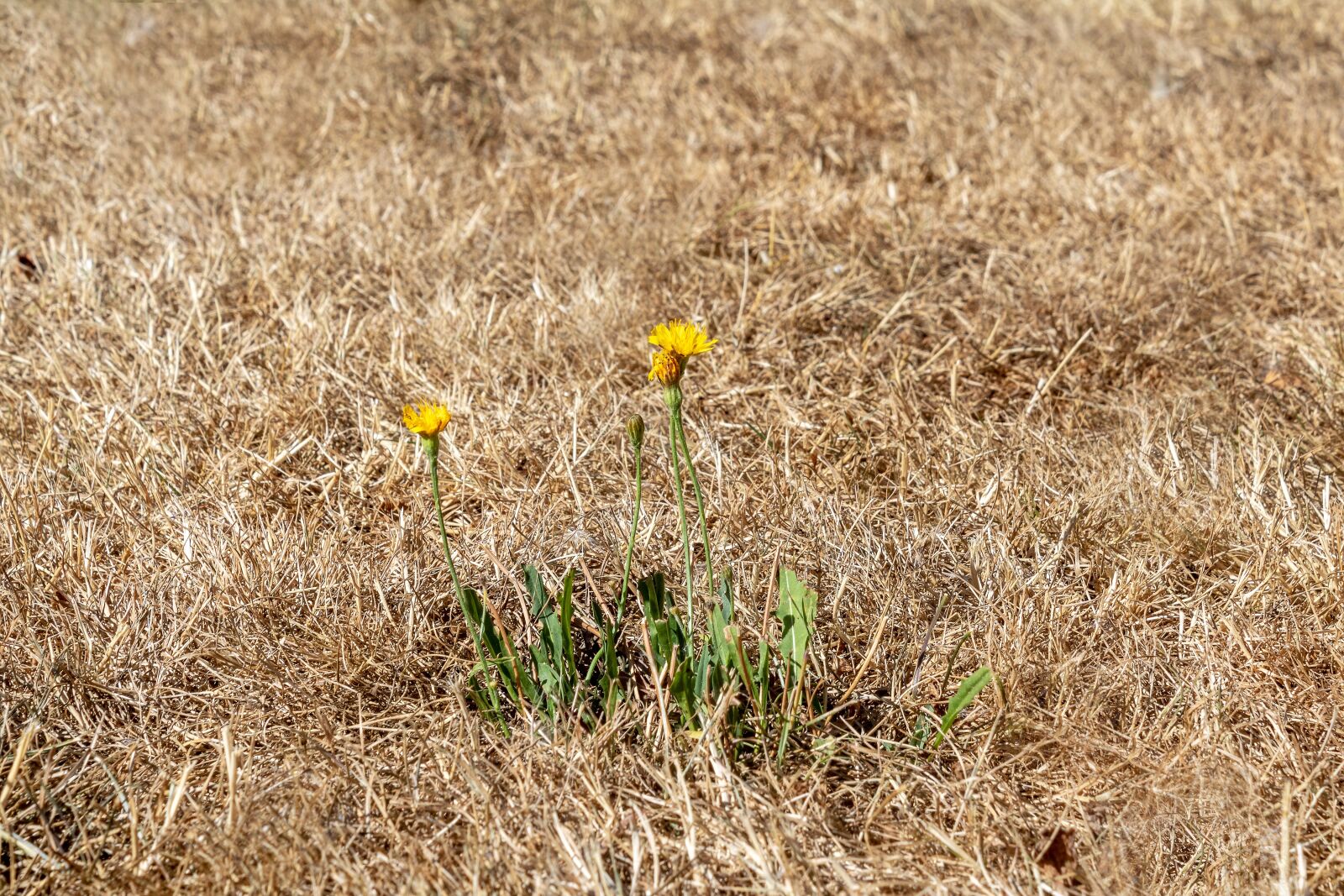 Canon EOS 750D (EOS Rebel T6i / EOS Kiss X8i) + Canon EF-S 18-55mm F3.5-5.6 IS II sample photo. Drought, dry grass, heat photography