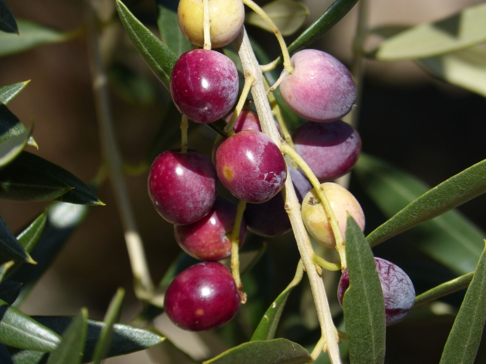 Panasonic DMC-FZ62 sample photo. Olives, olive, mature photography