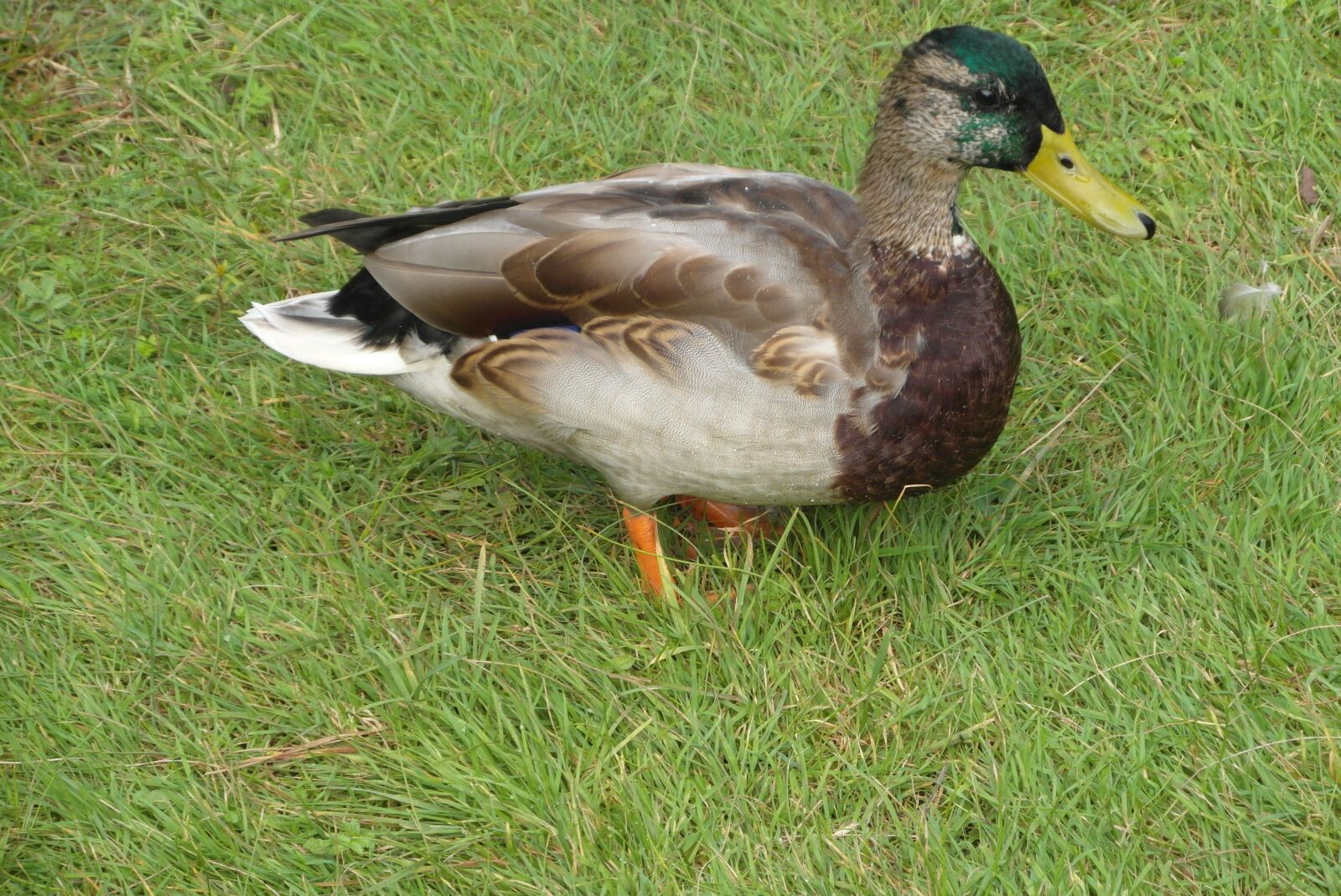 Samsung WB750 sample photo. Duck, bird, plumage photography