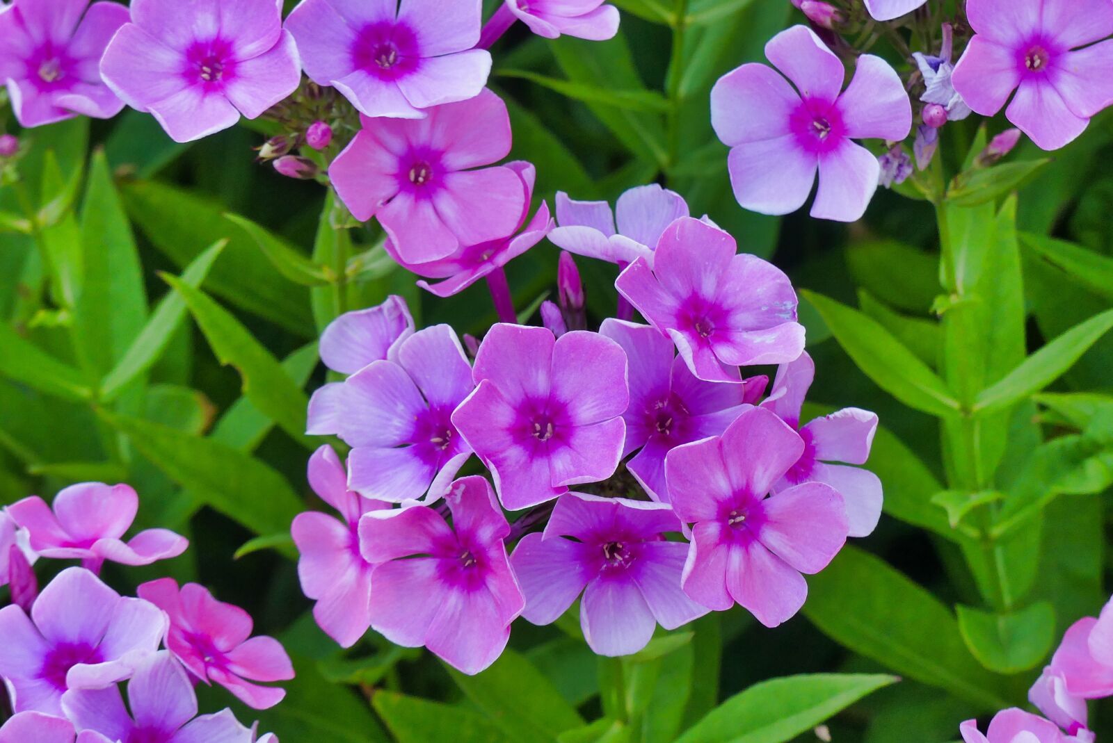 Panasonic Lumix DMC-FZ300 sample photo. Flowers, garden, summer photography