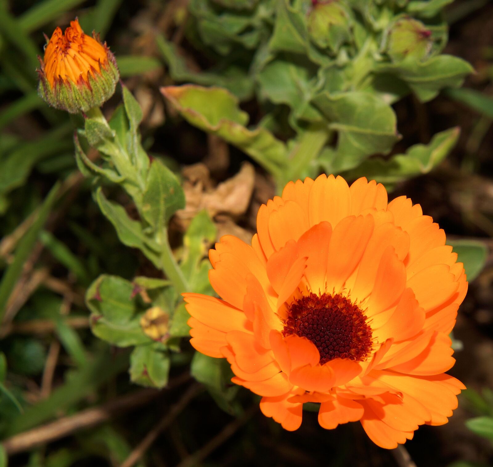 Sony SLT-A58 + Sony DT 35mm F1.8 SAM sample photo. Gerbera, flowers, plant photography