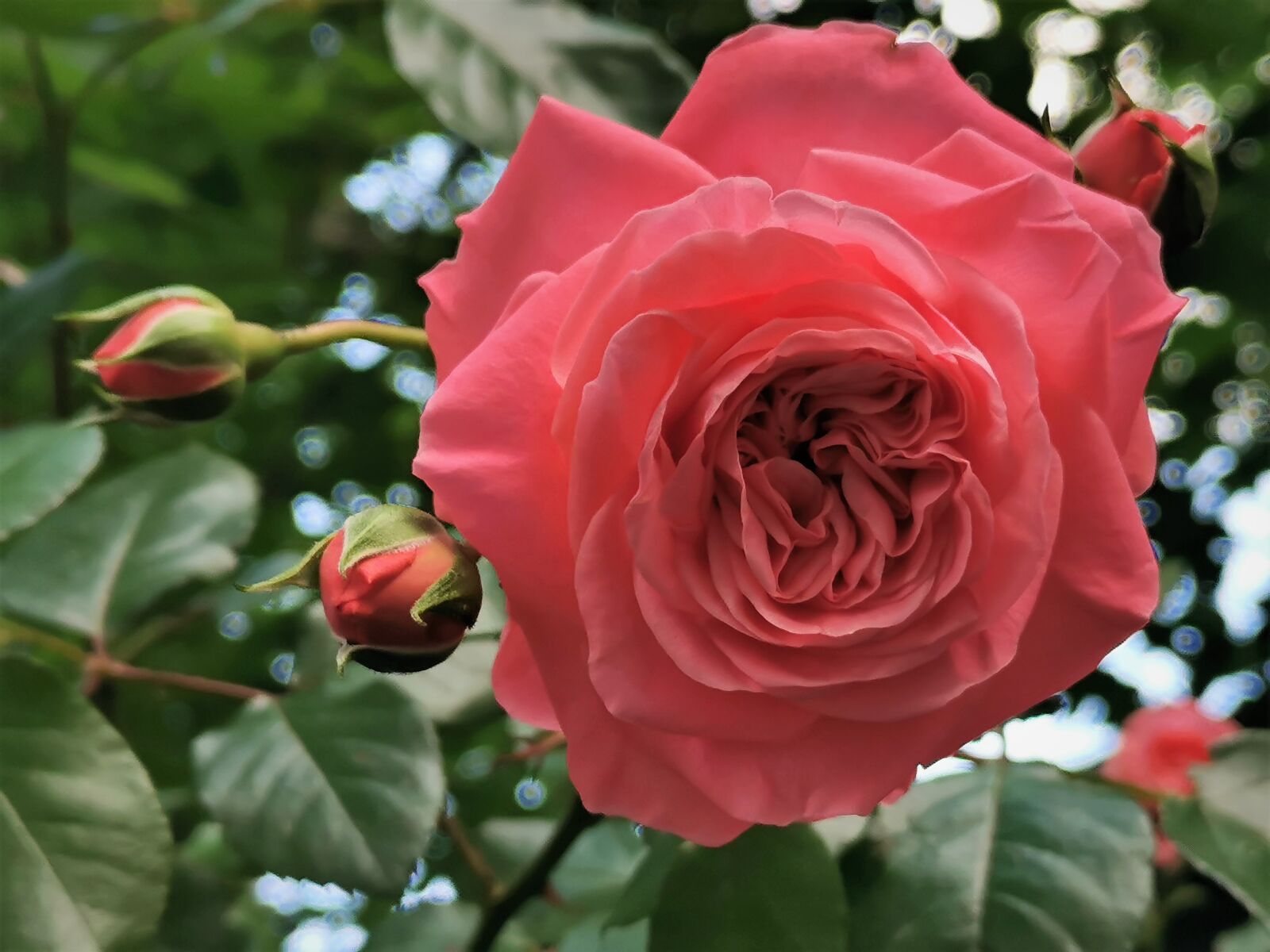 HUAWEI P30 sample photo. Pink rose, flower, blooming photography