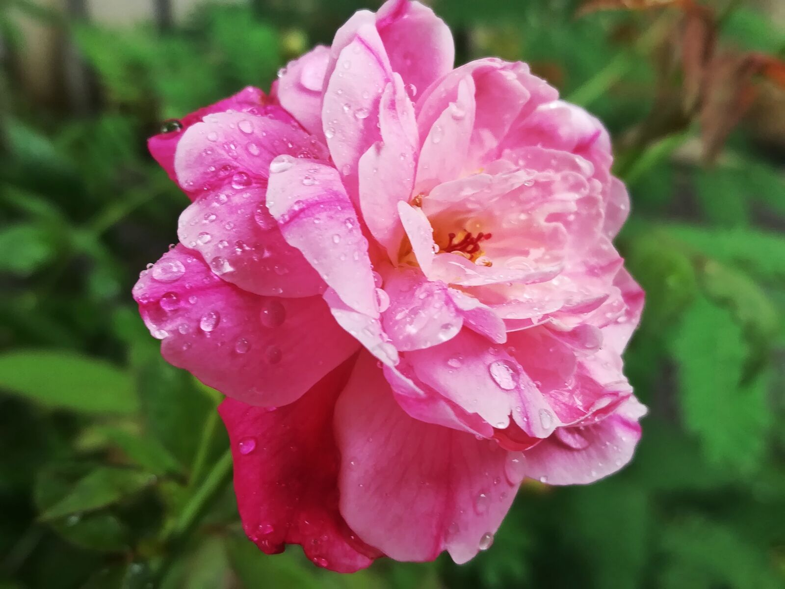 HUAWEI GR5 2017 sample photo. Rose, pink, flowers photography