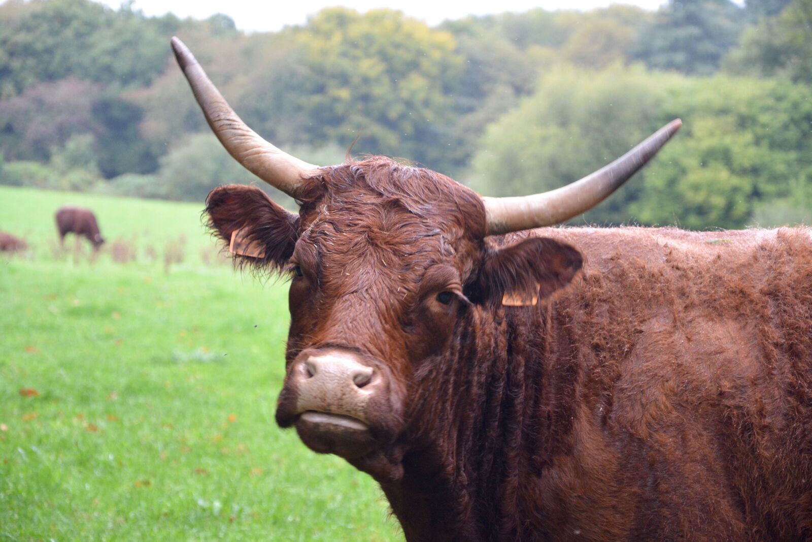 Nikon D5200 sample photo. Cow, horns white, brown photography