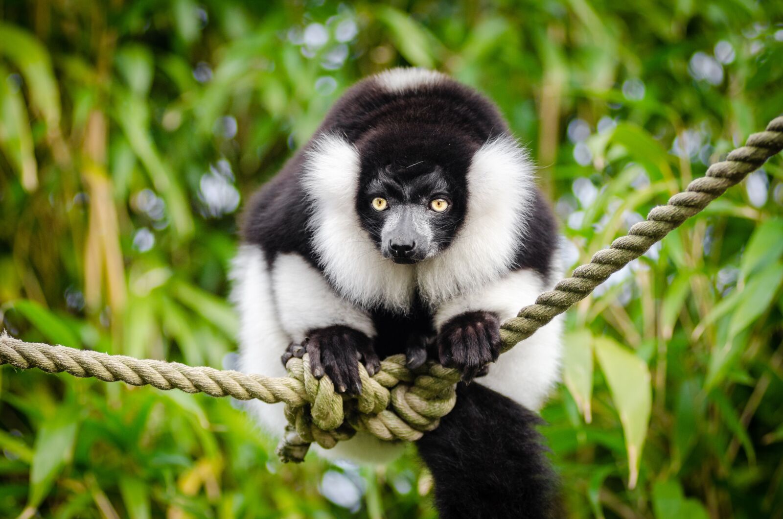 Nikon D7000 sample photo. Black and white lemur photography