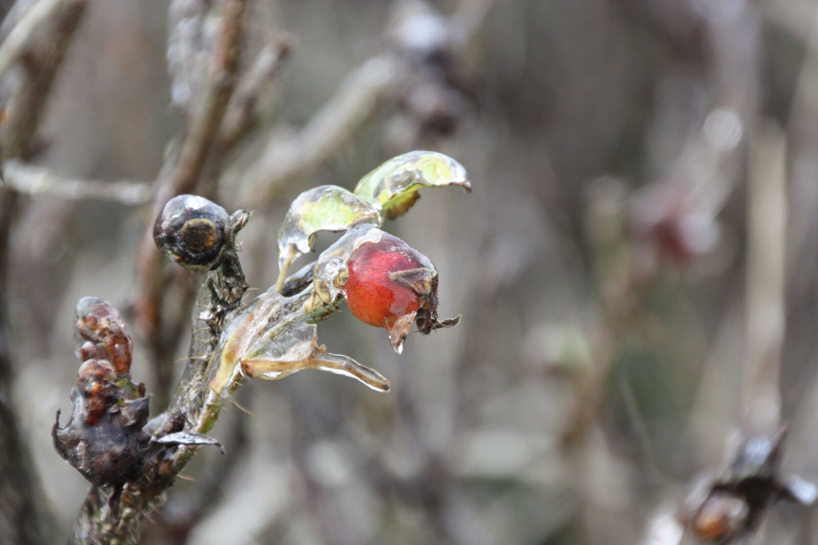 Canon EOS 450D (EOS Rebel XSi / EOS Kiss X2) sample photo. Winter, ice, icicle photography