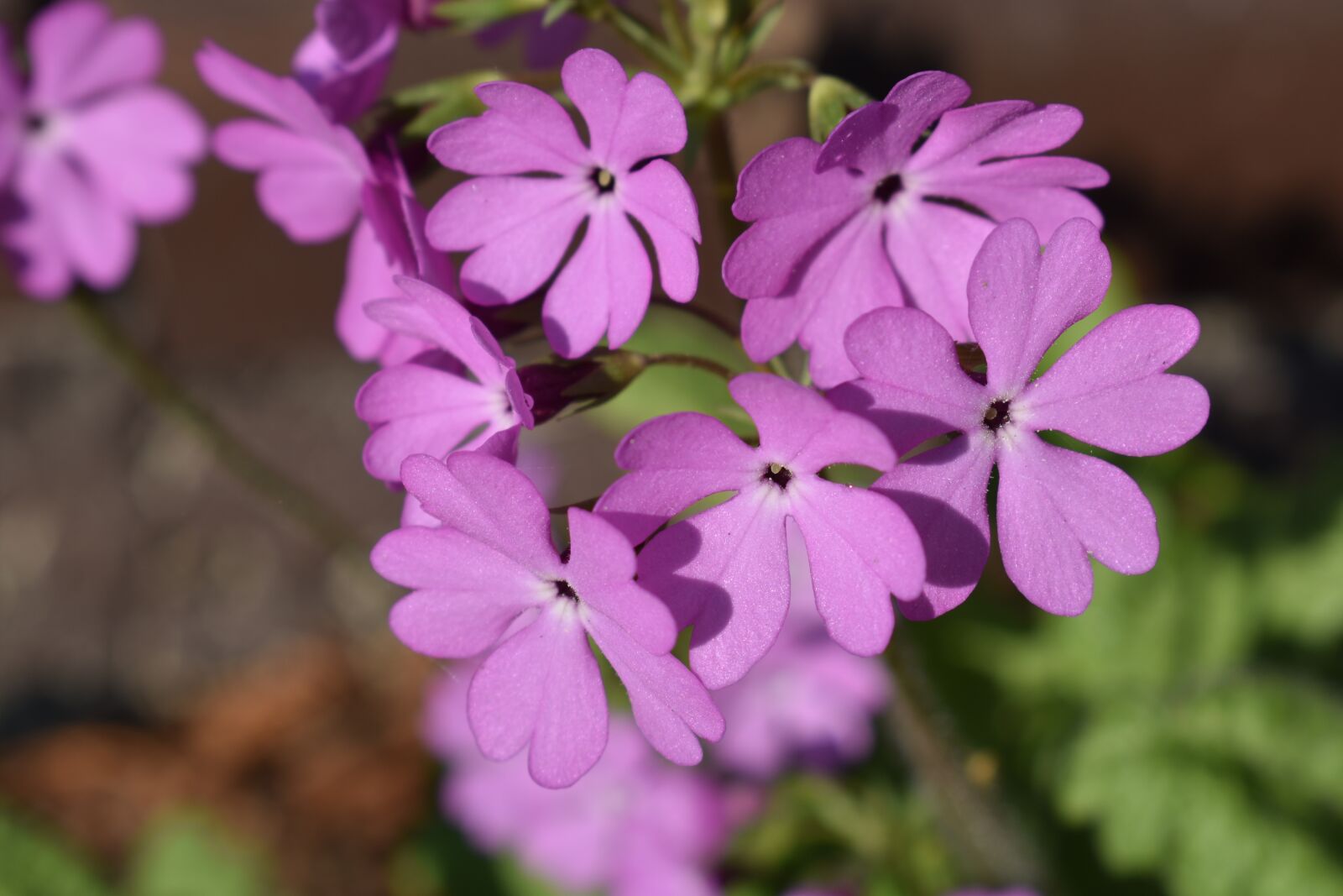Nikon D3400 sample photo. Flower, inflorescence, summer photography