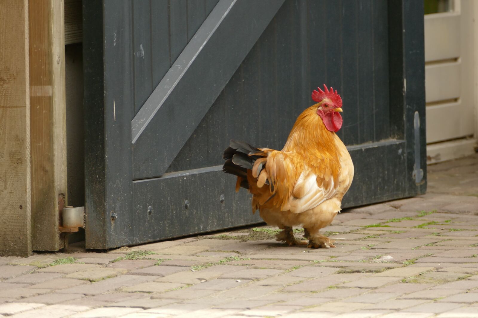 Panasonic Lumix DMC-FZ1000 sample photo. Chicken, farm, cattle photography