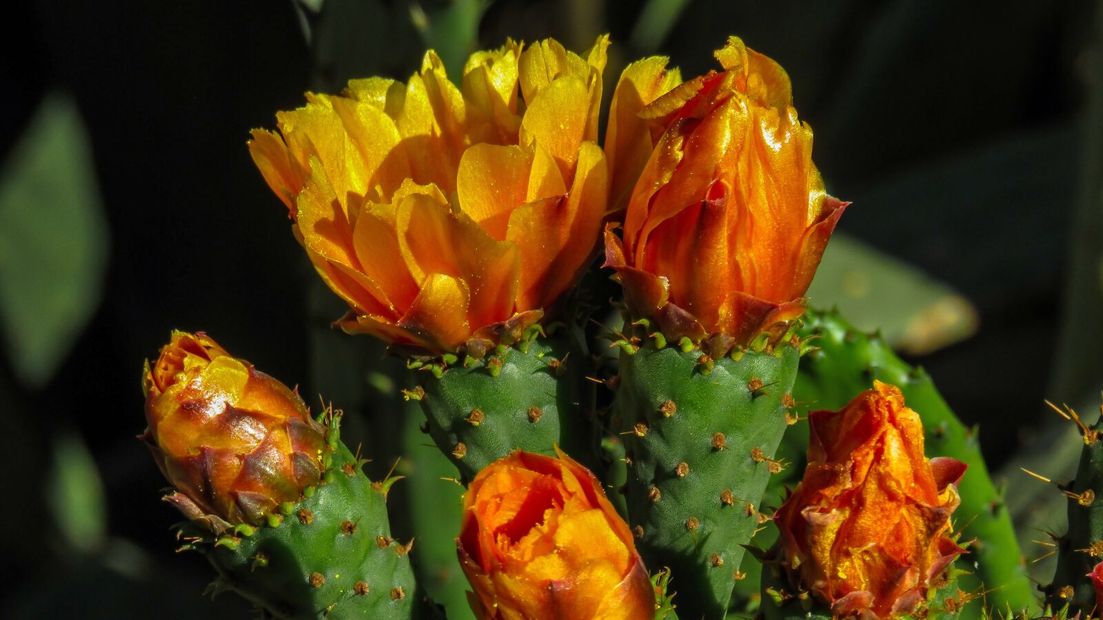 Canon PowerShot SX410 IS sample photo. Flower, cactus, thorny photography