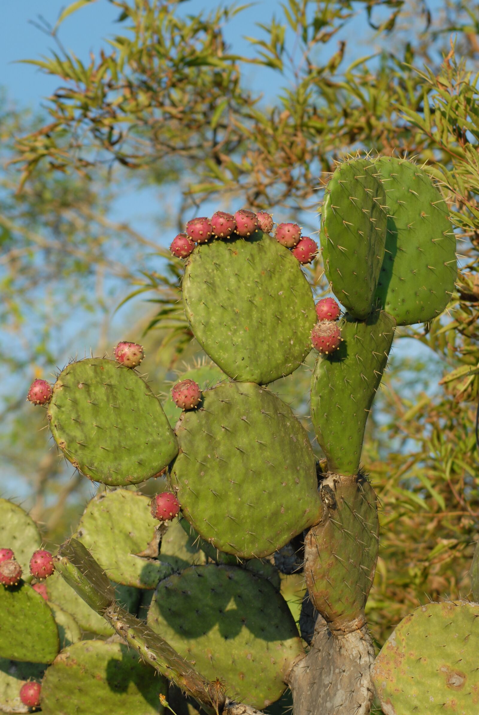 Nikon D200 sample photo. Wild, flora, plants photography