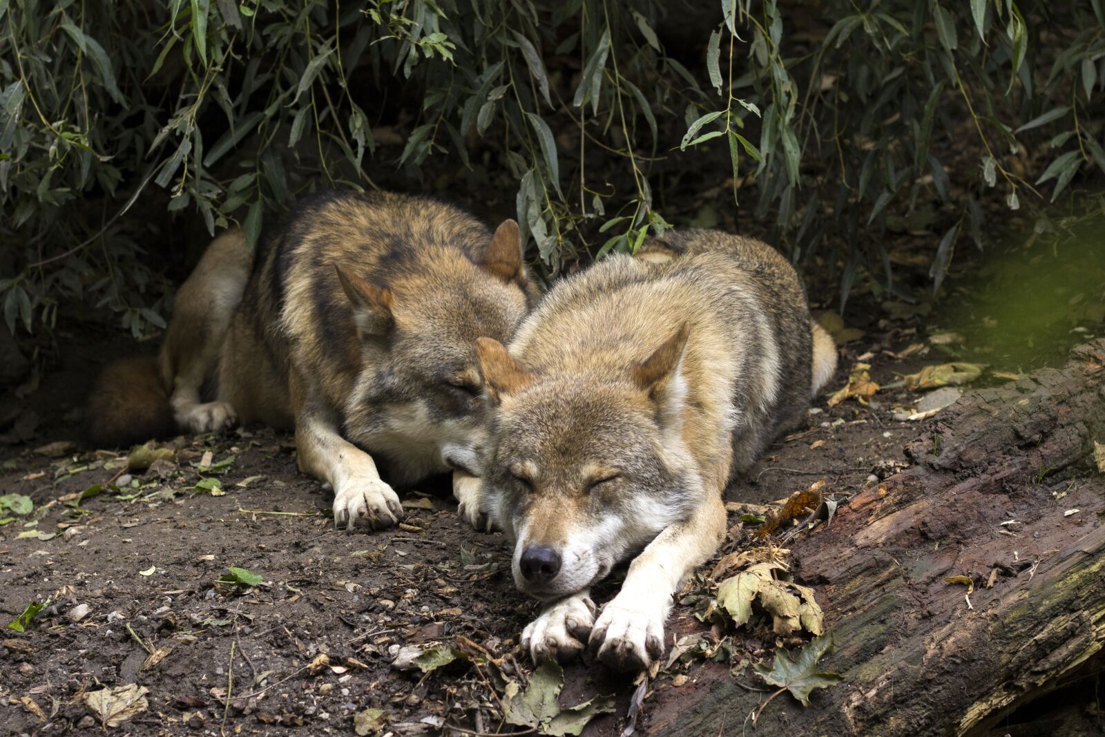 Canon EOS 60D + Canon EF 50mm F1.8 II sample photo. Wolf, wolves, canis lupus photography
