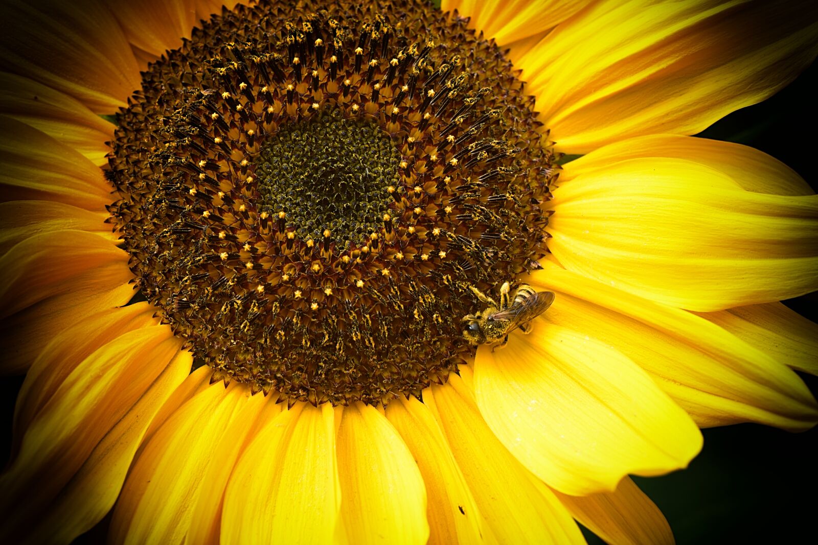 Nikon D7200 sample photo. Bees, sunflower, yellow photography