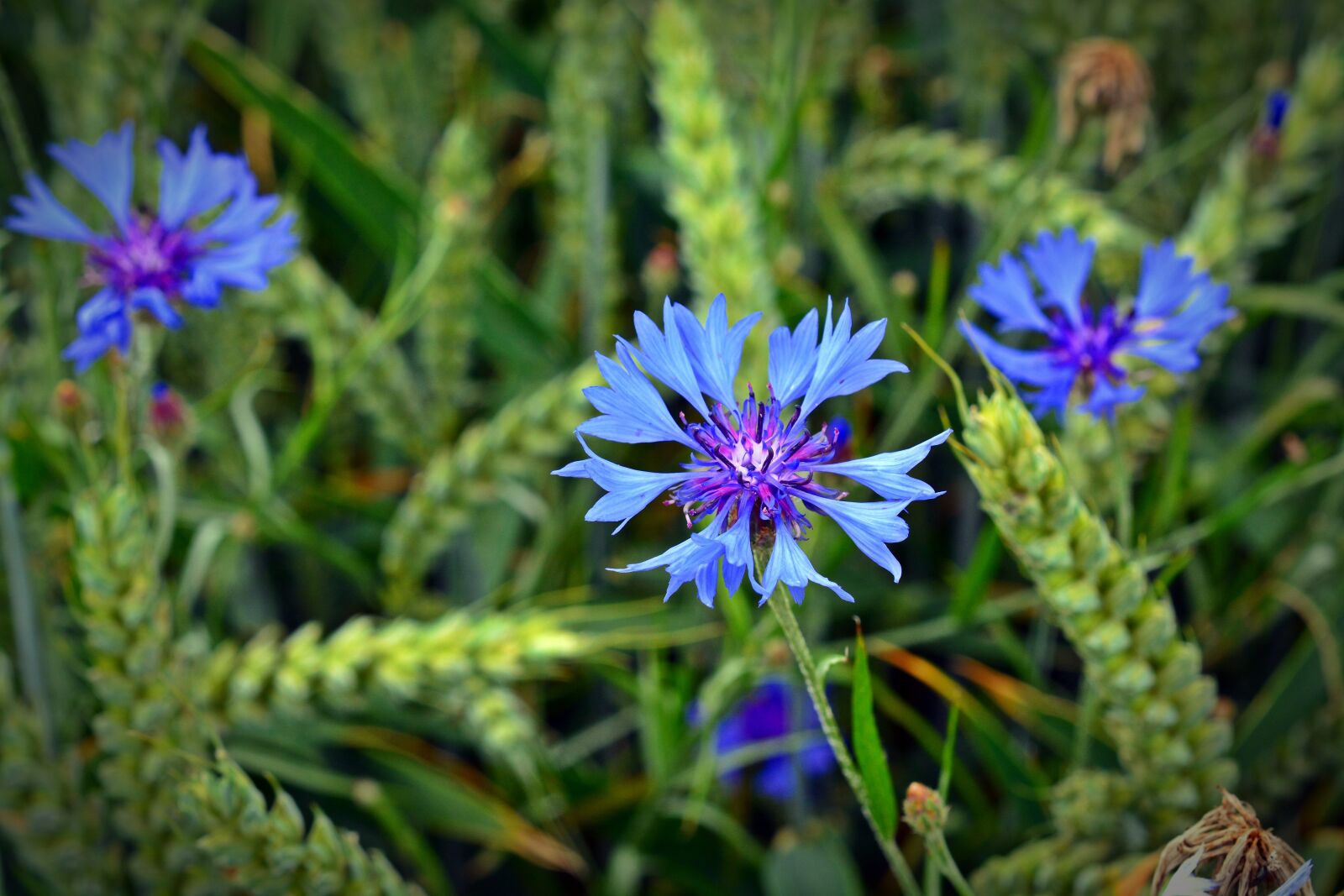 Nikon D5200 sample photo. Cornflower, blossom, bloom photography