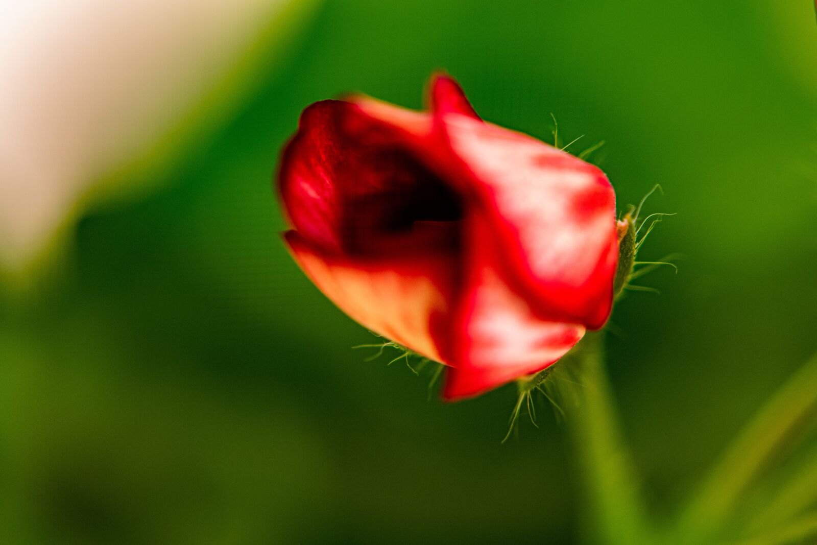 Nikon D5300 sample photo. Flower, macro, nutmeg photography