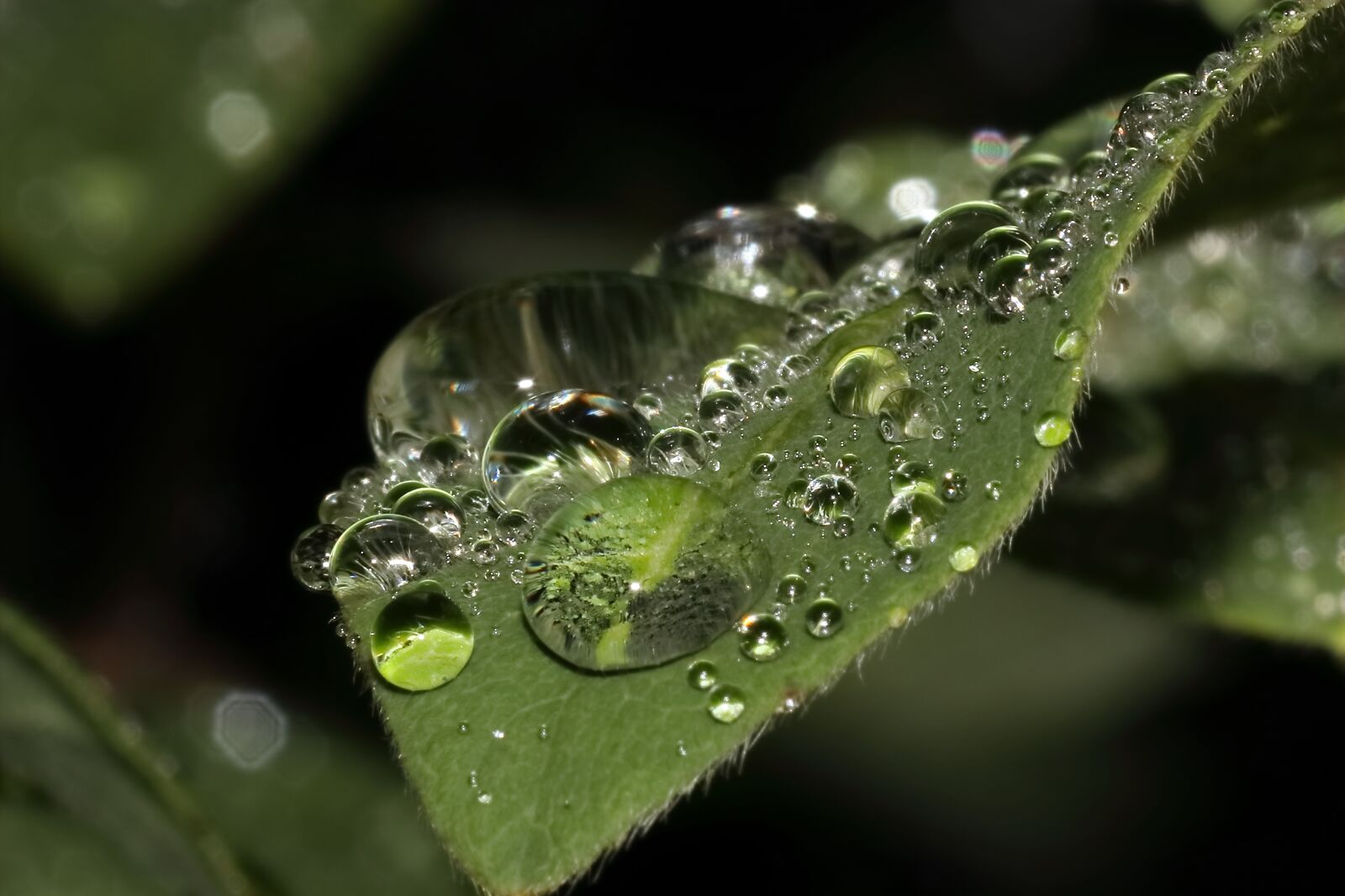 Canon EOS 77D (EOS 9000D / EOS 770D) + Canon EF 100mm F2.8 Macro USM sample photo. Leaf, drop of water photography